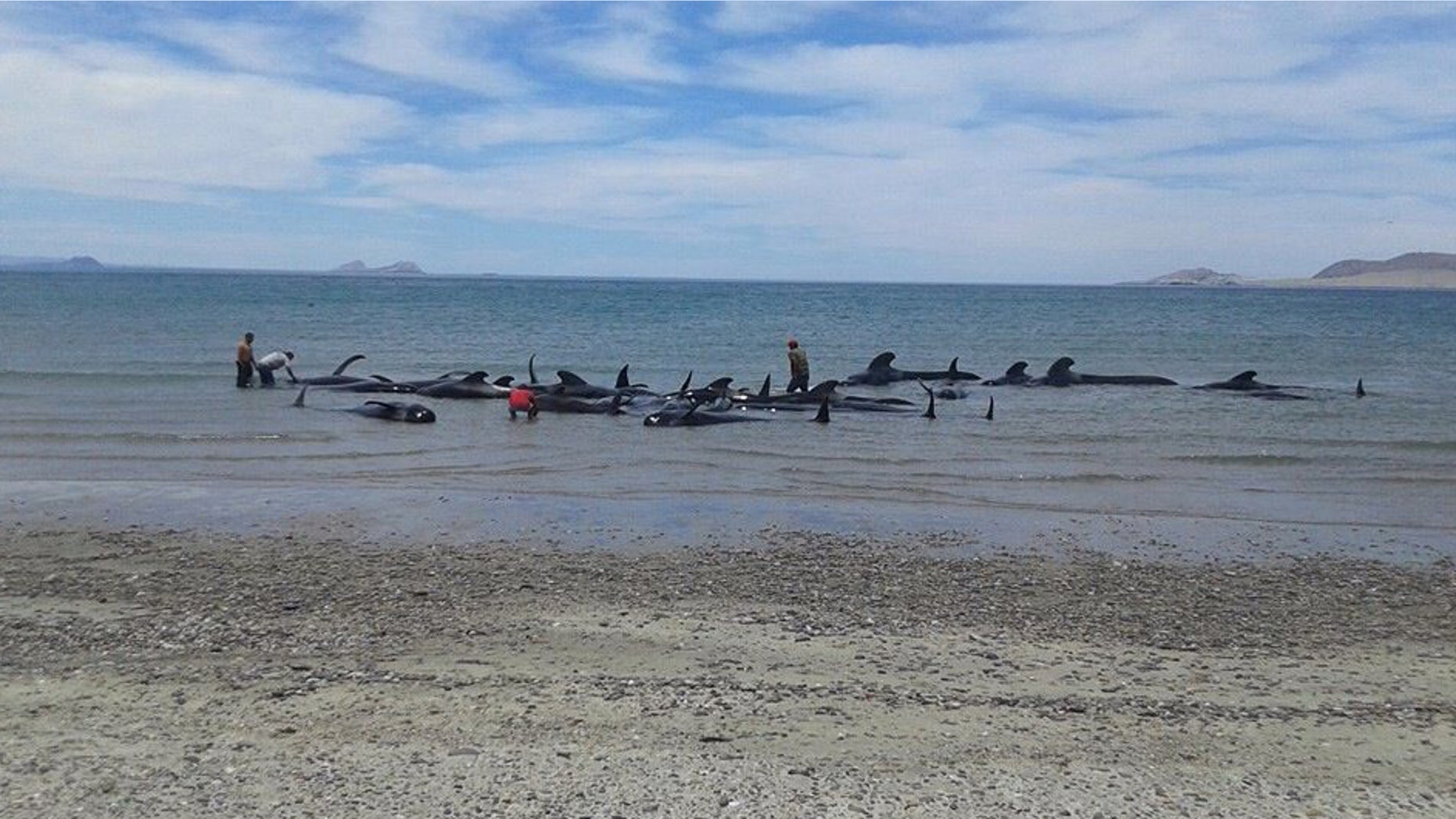 In this image released by Mexico's Secretary of the Navy on May 15, 2016, soldiers and villagers try in vain to move beached whales into deeper waters in a beach known as Playa Bufeo, near Ensenada in Mexico's Gulf of California. Mexicoâs Navy said in a statement Sunday that its personnel along with soldiers, agents of the environmental ministry and local fishermen worked Saturday and into Sunday trying to save the whales but ultimately, of the 27 that came ashore, only three were saved. (SEMAR via Associated Press)
