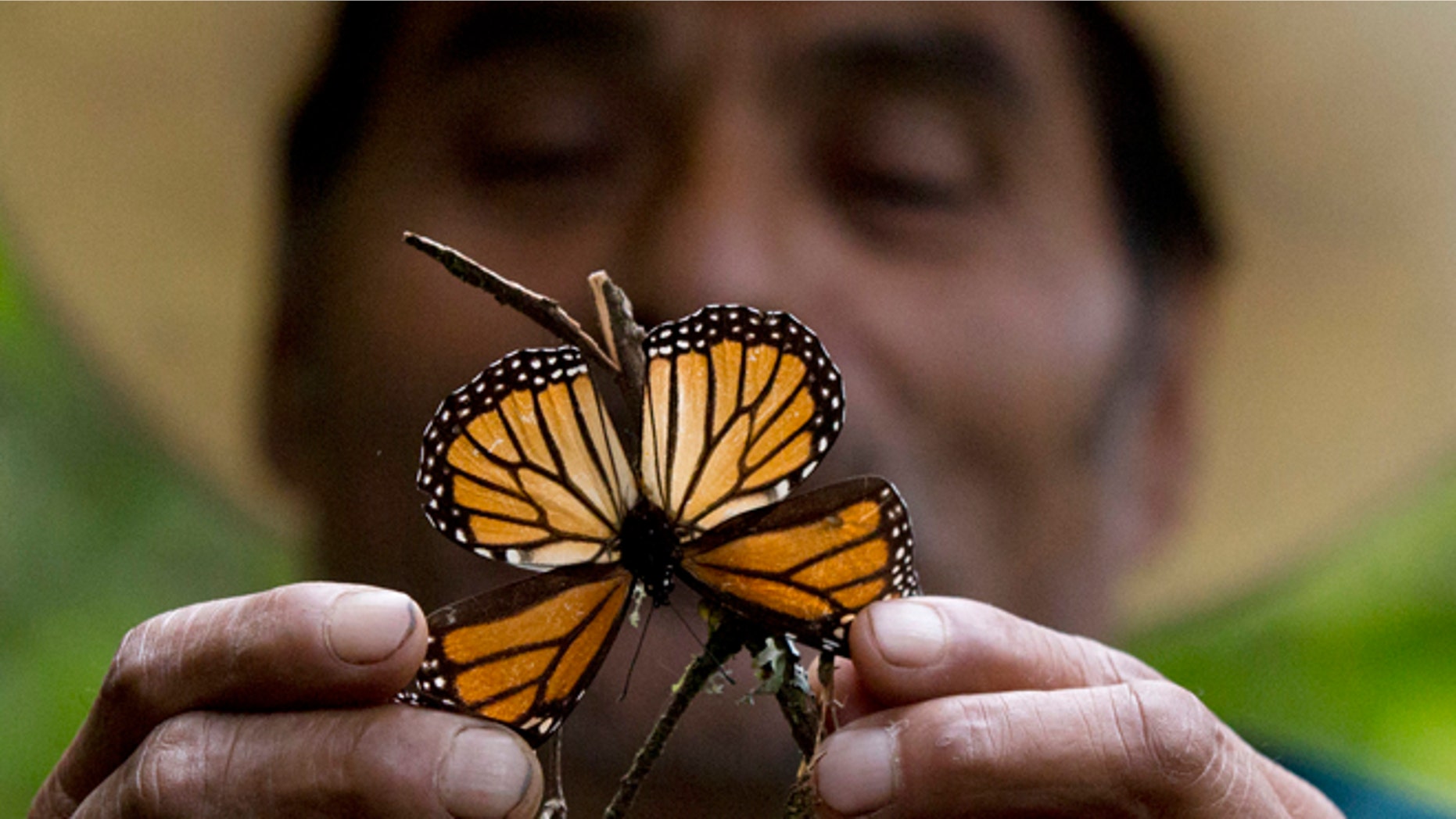 CORRECTS DATE - In this Nov. 12, 2015, file photo, a guide holds up a damaged and dying butterfly at the monarch butterfly reserve in Piedra Herrada, Mexico State, Mexico. Storms caused a big spike in the number of trees blown down or lost to heavy branch damage in forests where migrating monarch butterflies spend the winter in central Mexico, experts reported Tuesday, Aug. 23, 2016. (AP Photo/Rebecca Blackwell, File)