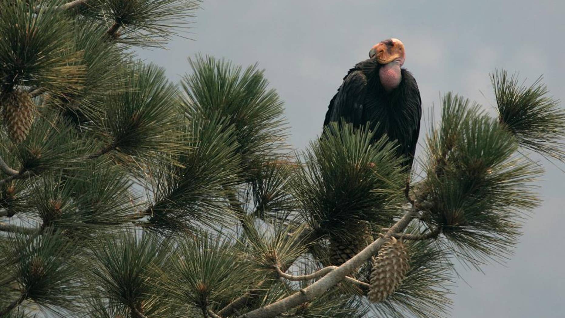 FILE - In this July 10, 2008, file photo, a California Condor is perched atop a pine tree in the Los Padres National Forest east of Big Sur, California. Two endangered female California condors have been transferred from the U.S. to Mexico City’s Chapultepec Zoo, Nov. 10, 2014, for a new breeding-in-captivity program. A U.S. Embassy statement says the zoo will begin raising the birds for eventual release into the wild. The goal is for Mexico to take over all aspects of breeding and reintroduction in the country. (AP Photo/Marcio Jose Sanchez, File)