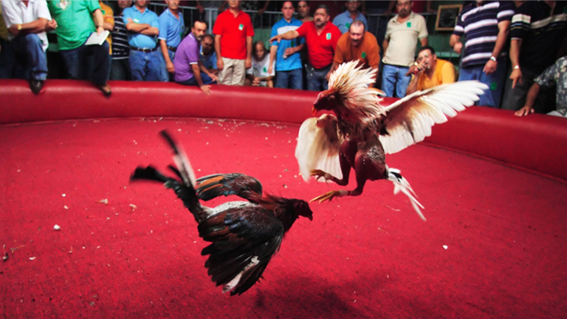 BARRANQUITAS, PUERTO RICO - NOVEMBER 11, 2006: Spectators cheer on the Fighting Roosters on opening night of the Cockfighting season at the Coliseo Central De Barranquitas on November 11, 2006 in Barranquitas, Puerto Rico. Heavy betting between the fans are made before and during the fights. Most of the time multiple bets are made by one person of up to several thousand dollars. all bets are paid off in cash at the end of each fight. Cockfighting, or "peleas de gallos," is a legal sport in Puerto Rico, unlike in the United States where some states have made it a felony. (Photo by Al Bello/Getty Images)