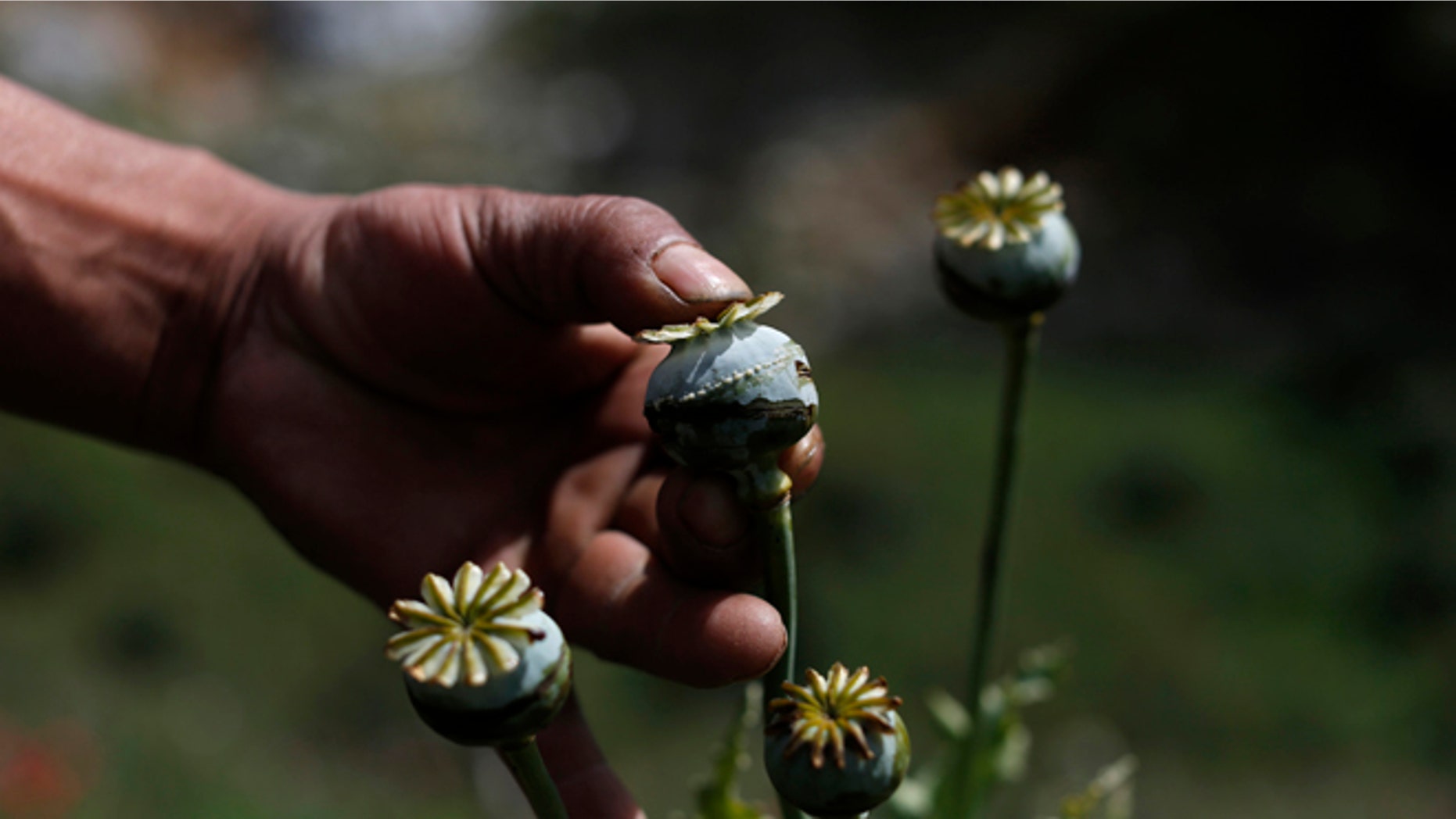 FILE - In this Jan. 26, 2015 file photo, an opium grower shows how he "milks" a poppy flower bulb to obtain opium paste in the Sierra Madre del Sur mountains of Guerrero state, Mexico. Hector Astudillo, the governor of Guerrero state, is proposing that impoverished farmers be allowed to grow opium poppies for legal medical use. Guerrero state is among Mexicos poorest, where many remote mountain communities already grow small individual plots of poppies. Their production, the highest in Mexico, is bought by drug cartels that have fought violent turf battles throughout the Pacific coast state. (AP Photo/Dario Lopez-Mills, File)