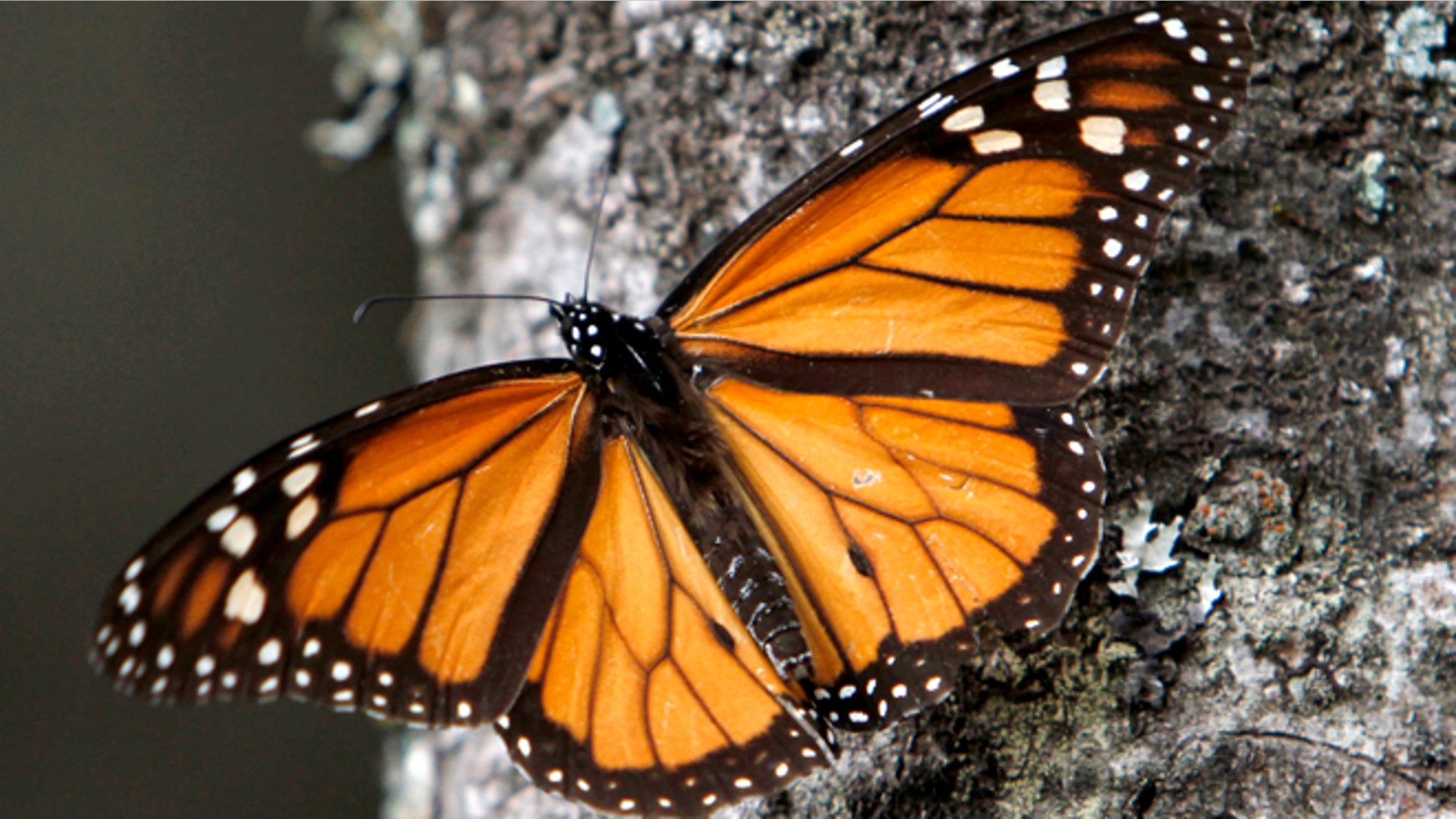 FILE - In this Dec. 9, 2011 file photo a Monarch butterfly sits on a tree trunk at the Sierra Chincua Sanctuary in the mountains of Mexico's Michoacan state. A new study of the Monarch butterflies' winter nesting grounds in central Mexico shows that small-scale logging is more extensive than previously thought, and may be contributing to the threats facing the Monarch's singular migration pattern, according to a new study co-authored by Omar Vidal, the head of Mexico's chapter of the World Wildlife Fund. (AP Photo/Marco Ugarte, File)