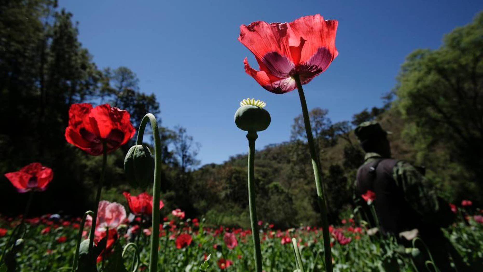 FILE - In this Thursday, March 4, 2010 file photo, a soldier stands on a poppy field, during eradication supervised by the Mexican Army on the outskirts of Morelia, Mexico. Mexican navy personnel said Monday, Aug. 17, 2015, they found and destroyed a six-acre (2.4 hectare) opium poppy plantation near the nation’s capital. Poppy plantations are in Mexico are usually smaller plots located in the remote mountains of Guerrero state in the south, or the mountains of Chihuahua, Sinaloa and Durango states in the north. It is rare to find such a large plot so near the capital. (AP Photo/Carlos Jasso, File)