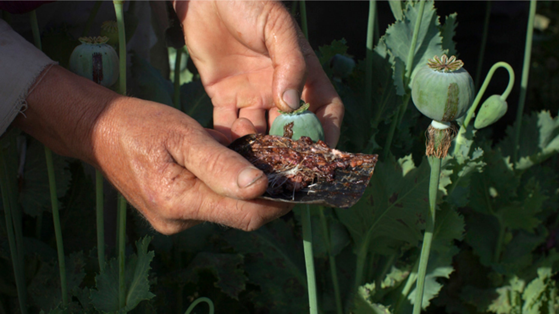 FAYZABAD, AFGHANISTAN - MAY 31: Local poppy farmers harvest the opium sap from the bulb of the plant during a ten-day harvesting period May 31, 2011 in Fayzabad, Badakhshan, Afghanistan. According to the United Nations Office of Drugs and Crime (UNODC) the cultivation of poppies in the Badakhshan region has more than doubled this season. Opium production in Afghanistan, still the greatest illicit opium producer in the world, has been on the rise since U.S. occupation started in 2001, with more land now being used for opium than for coca cultivation in Latin America. Currently 1kg of opium equals about U.S. $200. This amounts to an export value of about $4 billion, with a quarter being earned by opium farmers and the rest going to district officials, insurgents, warlords, and drug traffickers. (Photo by Paula Bronstein/Getty Images)