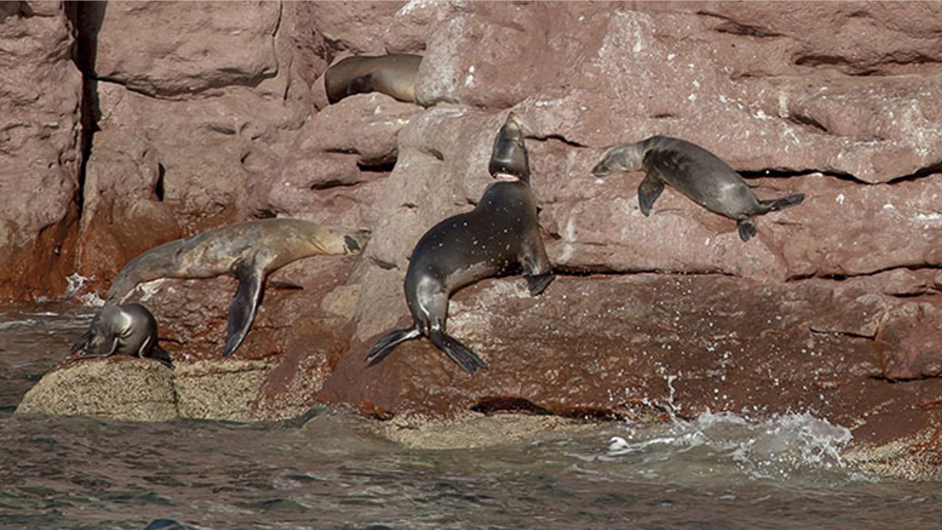This Nov. 10, 2016 photo released by Mexico's office for environmental protection (PROFEPA) shows a sea lion whose neck was injured by fishing nets, center, after it was released back into the wild in Espiritu Santo, Mexico. PROFEPA says their program has successfully operated on seven sea lions in the area and is training personnel from the states of Sonora and Baja California, to extend the program to other areas. (Christian Vizl/PROFEPA via AP)