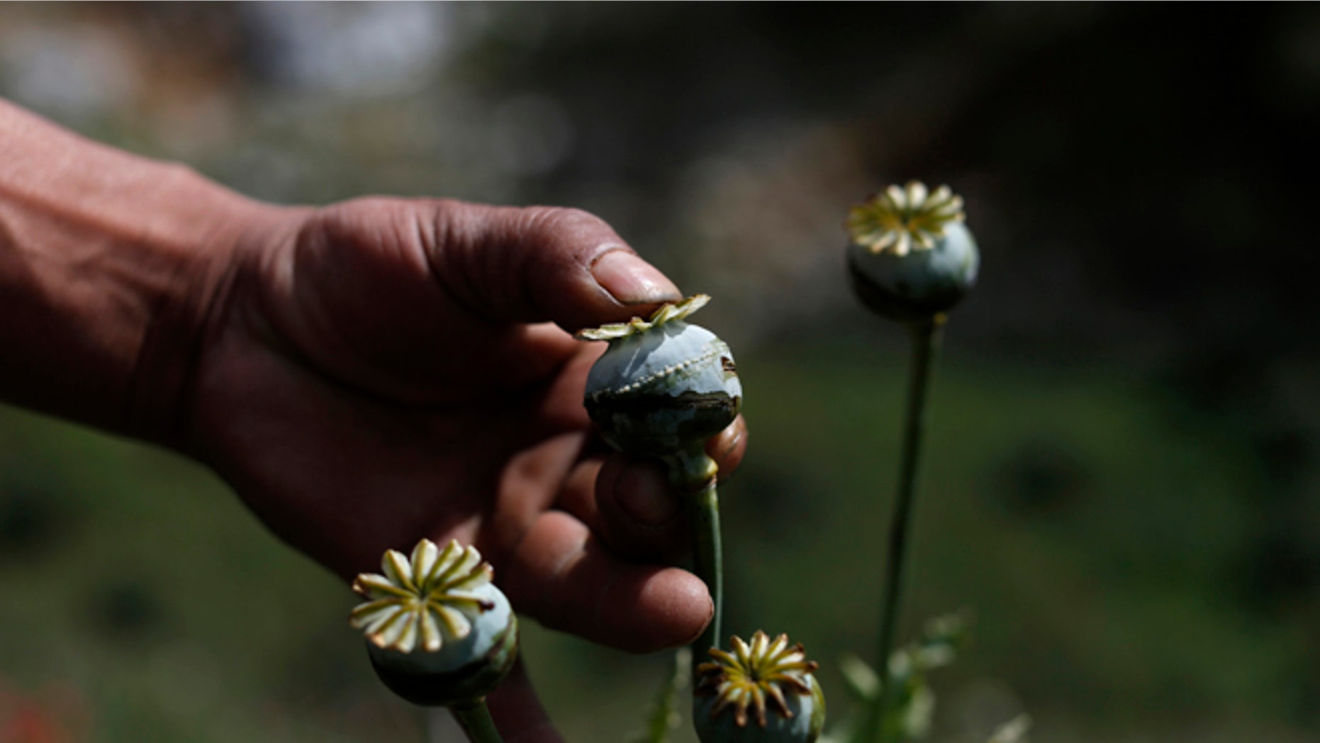 FILE - In this Jan. 26, 2015 file photo, an opium grower shows how he "milks" a poppy flower bulb to obtain opium paste in the Sierra Madre del Sur mountains of Guerrero state, Mexico. Violence continues in Iguala because the town's most lucrative business still thrives: the opium trade. The city sits halfway between Mexico City and Acapulco in the state of Guerrero, surrounded by steep mountains where farmers milk fields of poppies for opium paste. (AP Photo/Dario Lopez-Mills, File)