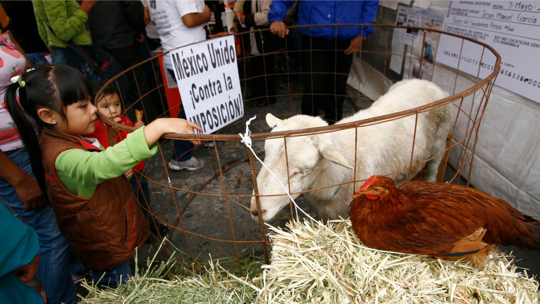 In this Aug. 12, 2012 photo, farm animals sit on display at an event coined Expo-fraud as part of a rally supporting former presidential candidate Andres Manuel Lopez Obrador to protest alleged election fraud in Zocolo plaza in Mexico City. (AP Photo/Marco Ugarte)