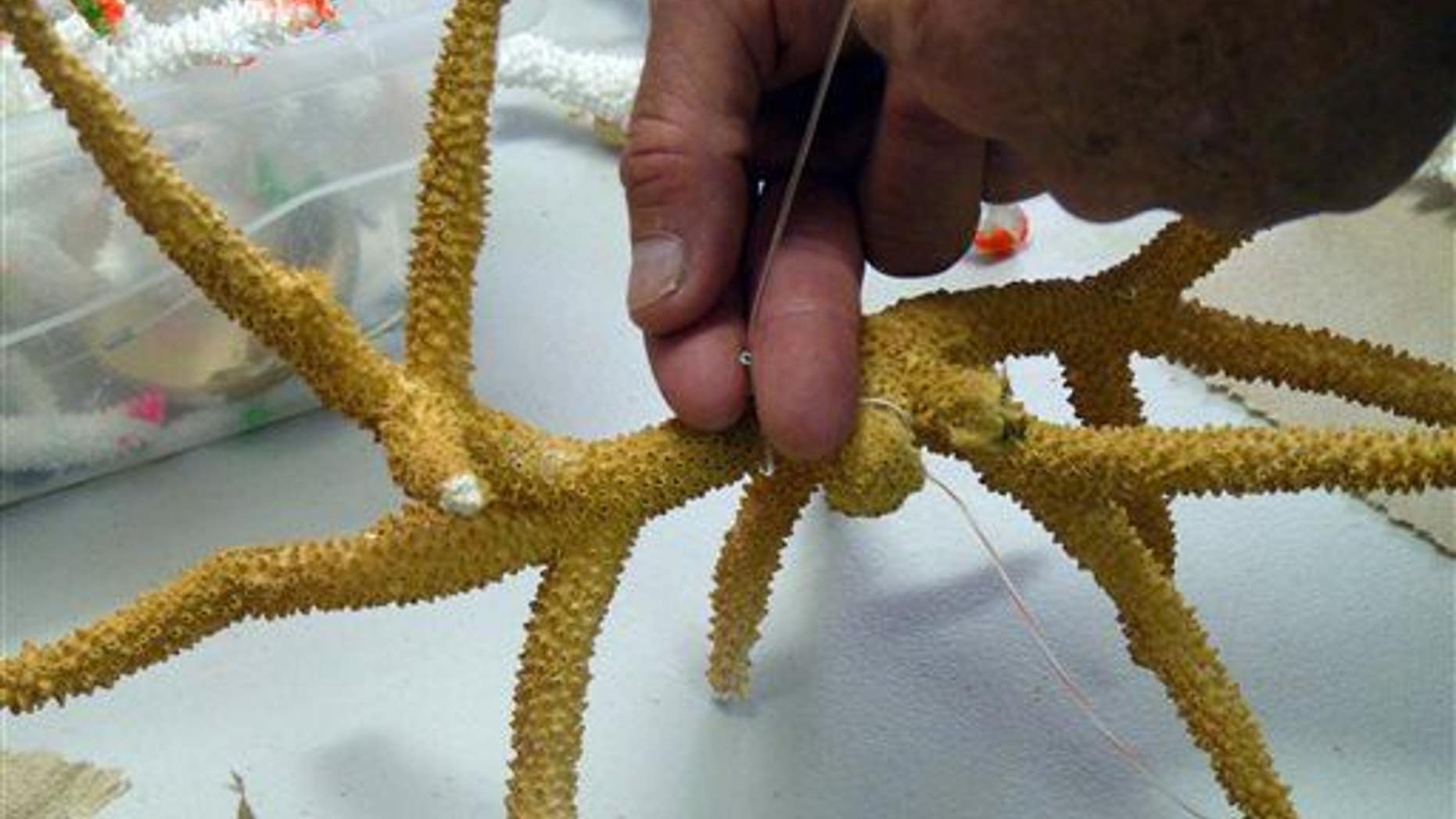 This May 17, 2013 photo shows Ken Nedimeyer demonstrating how to tie new corals onto a tree nursery in an effort to restore corals in Key Largo, Fla.