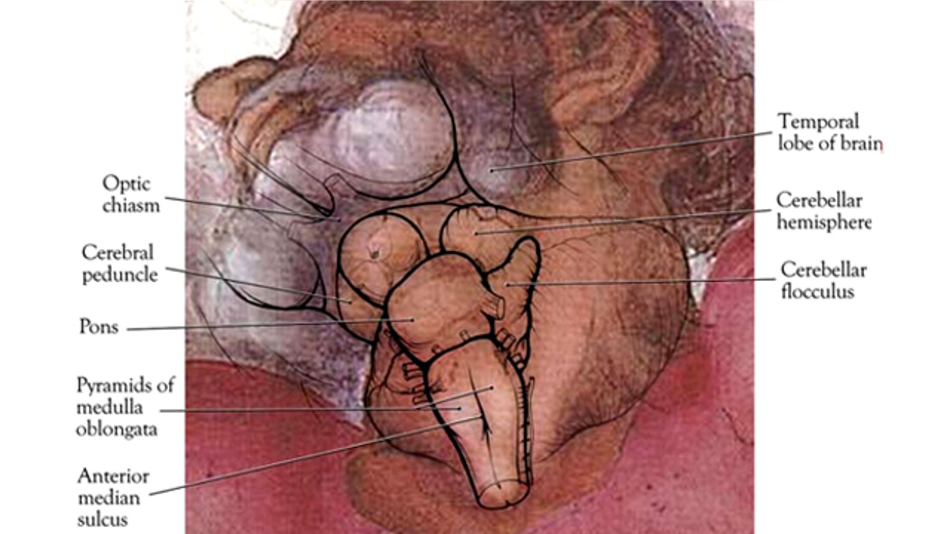 Did Michelangelo Paint A Brain In God Fox News