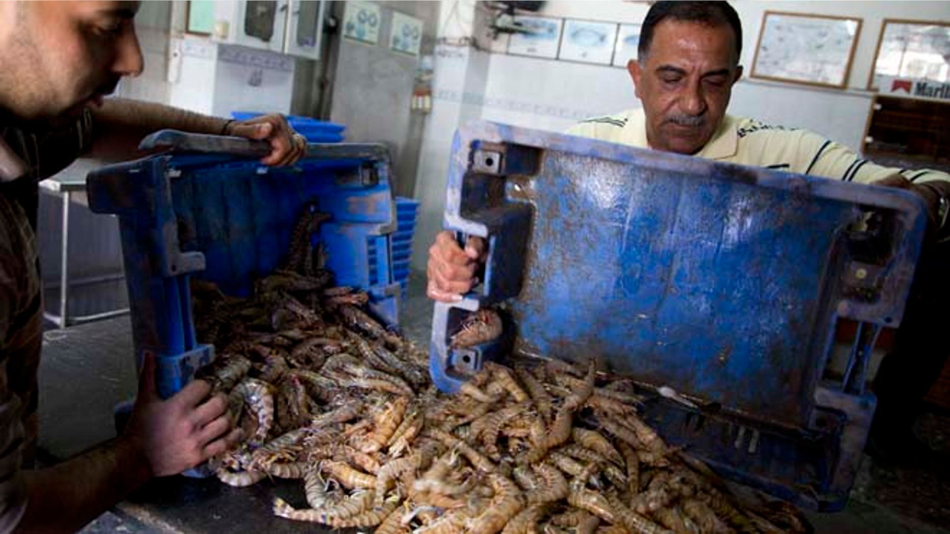 Nov. 9, 2014 photo: Palestinian fishmongers prepare shrimps for export to the West Bank, in their shop in Gaza City. (AP)