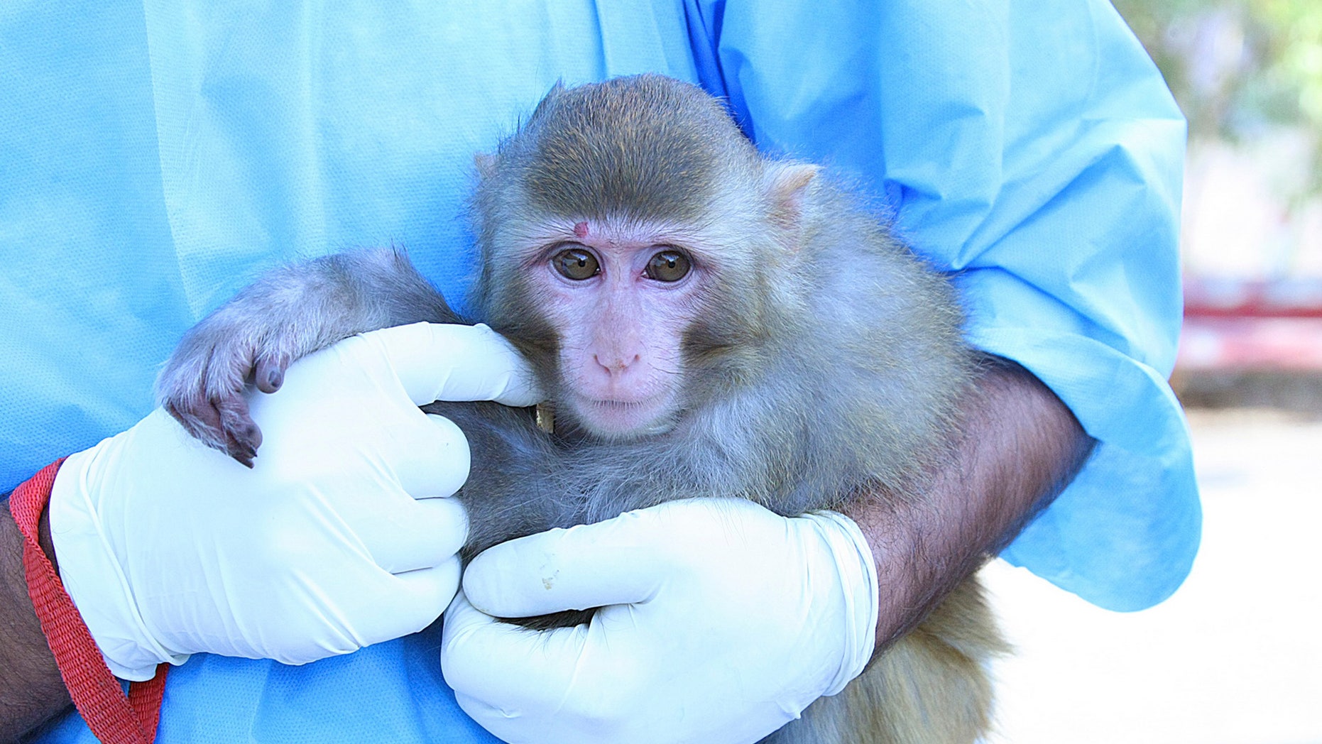 Feb. 2, 2013: One of two official package of photos of Iran's famed simian space traveler depicted the wrong monkey, but that the primate really did fly up into orbit and return safely, a senior Iranian space confirmed.