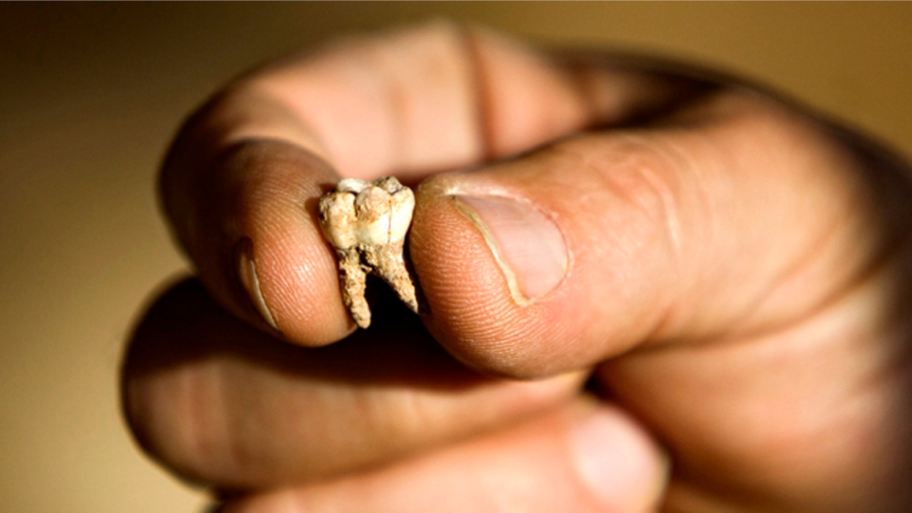 Professor Avi Gopher from the Institute of Archeology of Tel Aviv University holds an ancient tooth that was found at an archeological site near Rosh Haain, central Israel, Monday, Dec. 27, 2010. Israeli archaeologists say they may have found the earliest evidence yet for the existence of modern man.