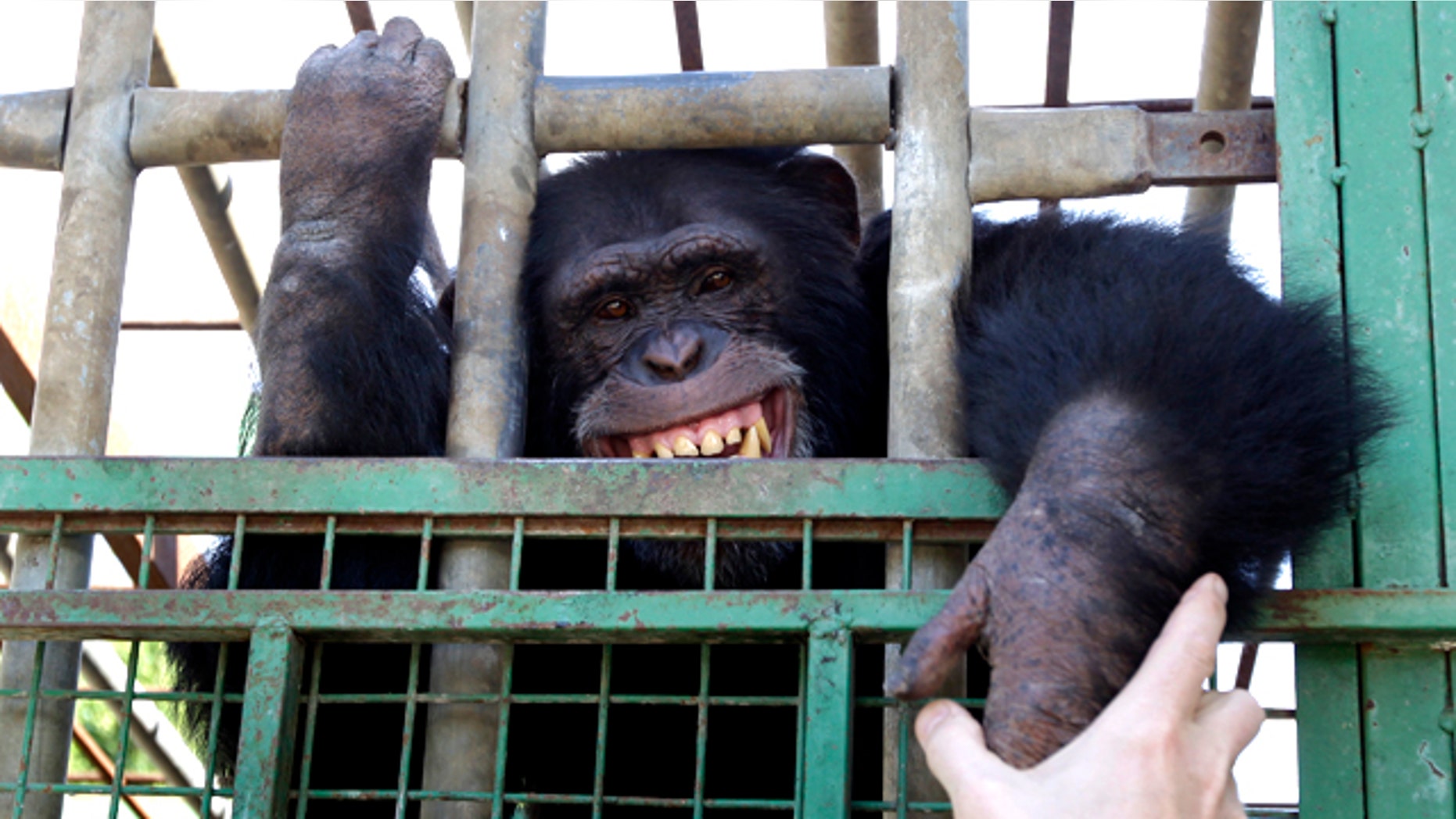Omega, a 12-year-old chimpanzee, bares his teeth through his cage in a zoo in the southern Lebanese village of Ansar on Monday, Nov. 8, 2010. In his younger years, the chimp was used in one of the local restaurants to entertain people and was made to smoke cigarettes and serve water pipes to customers.