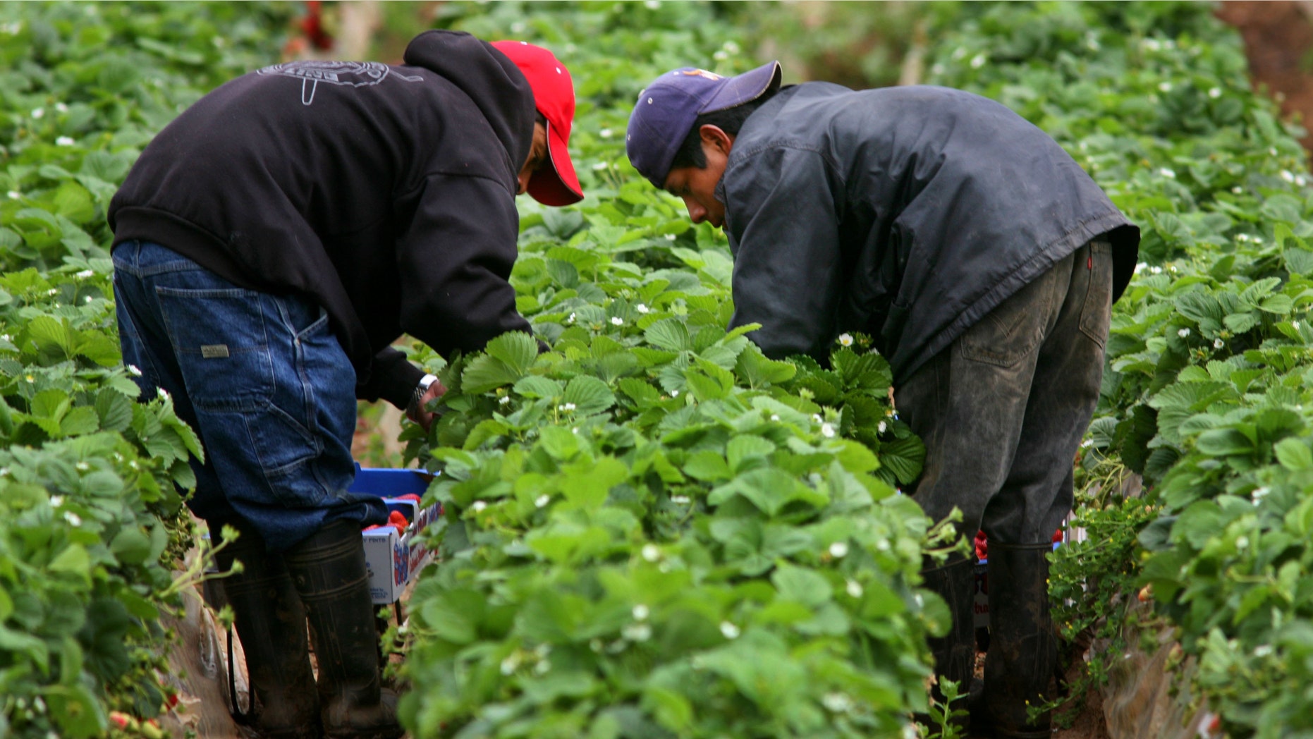 CARLSBAD, CA - APRIL 28: Hispanic farmworkers harvest Strawberries at a farm April 28, 2006 in Carlsbad, California. The debate in Washington continues over whether to create a temporary guest-worker program for immigrants wishing to find work in the United States. (Photo by Sandy Huffaker/Getty Images)