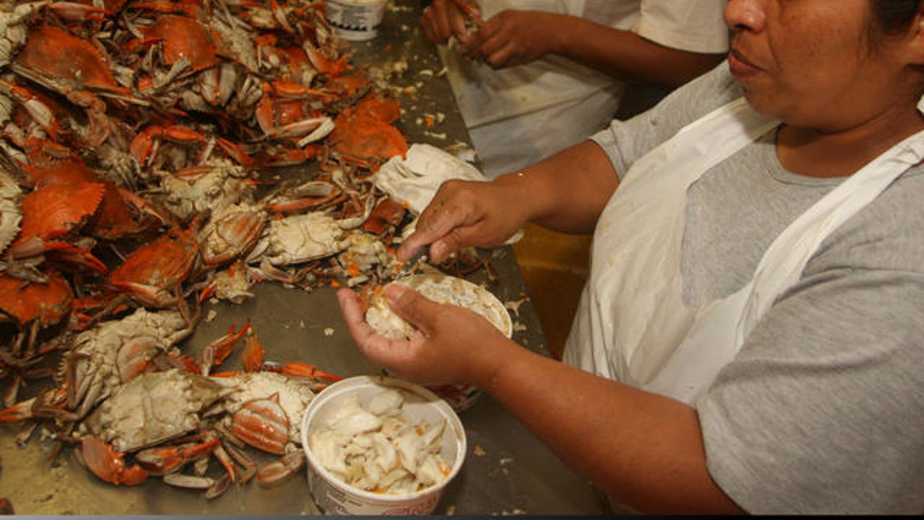 ** ADVANCE FOR SUNDAY, JULY 2 ** Migrant guest worker Poli Resendiz Ponce, of Hidalgo, Mexico, removes the meat from crabs at Russell Hall Seafood, Wednesday June 28, 2006, in Fishing Creek, Md. Crab processors say it's an easy decision, either hire Mexican workers to pick crabs or close up shop. The only thing they're unsure of is whether they'll be allowed to hire employees next year on seasonal work visas. A two-year extension of the visa program that allows them to staff Eastern Shore crab houses with workers to pry lump meat out of crabs expires this year, and an extension is still pending in Congress.(AP/Kathleen Lange)