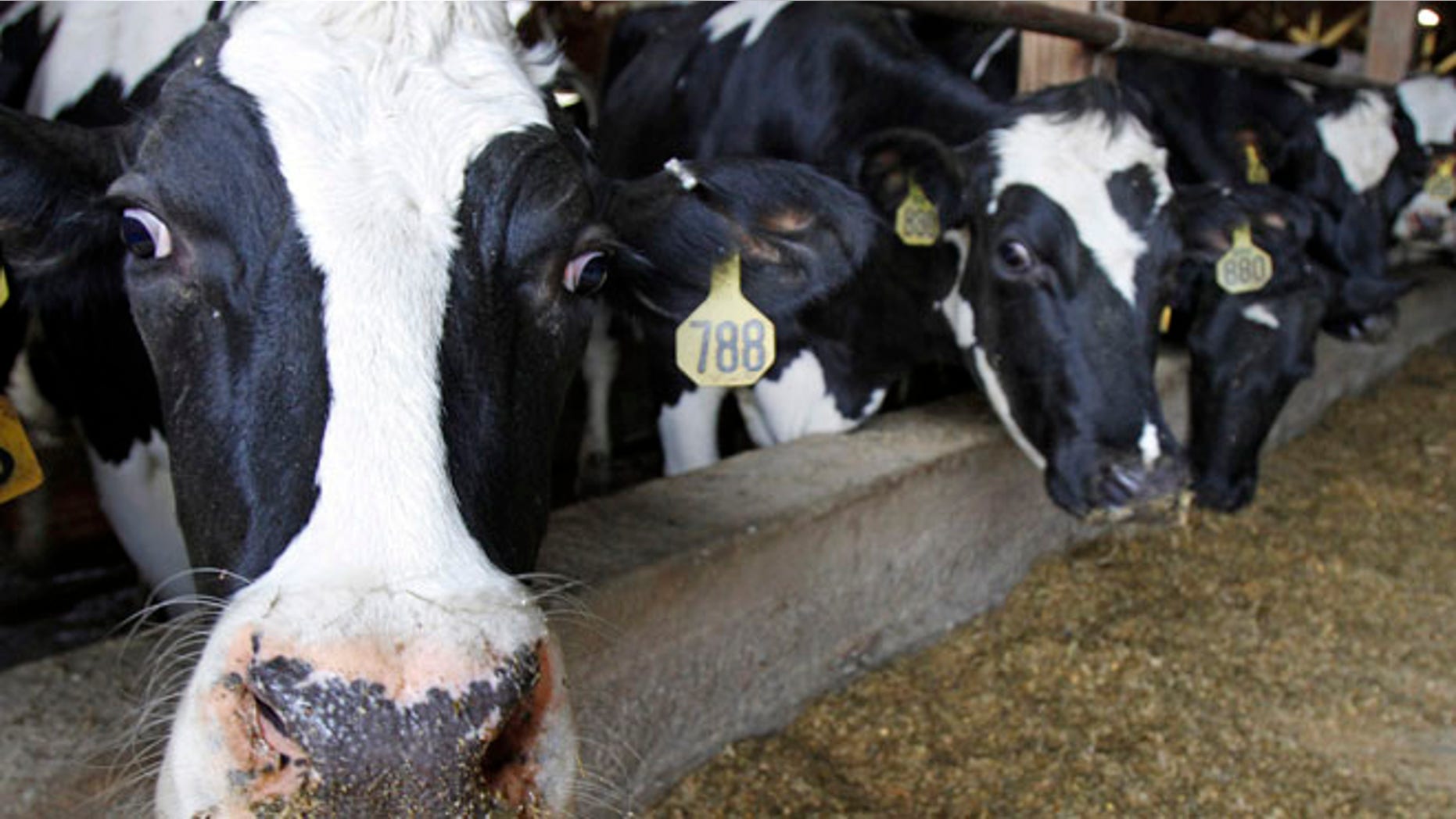 April 20, 2011: Cows are seen at a barn in Fairfield, Vt.