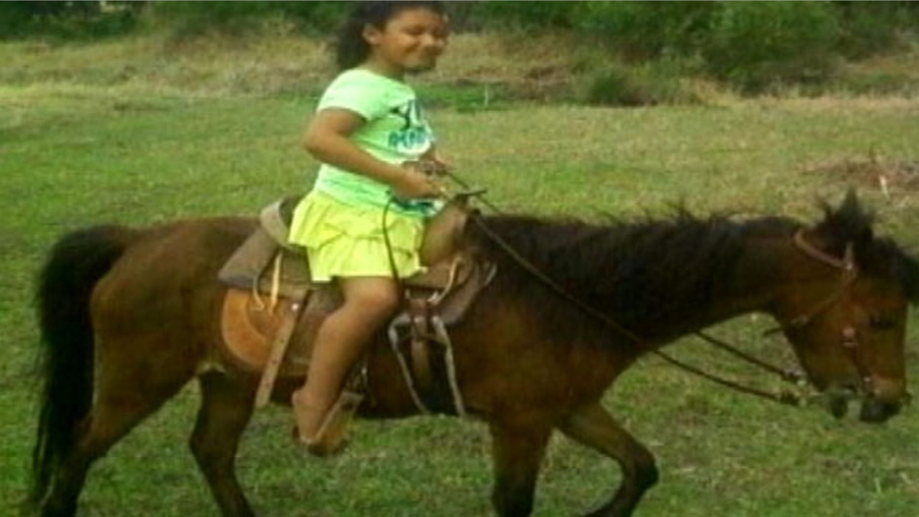 FILE: A miniature horse was attacked in Florida after two dogs managed to dig under a protective fence.