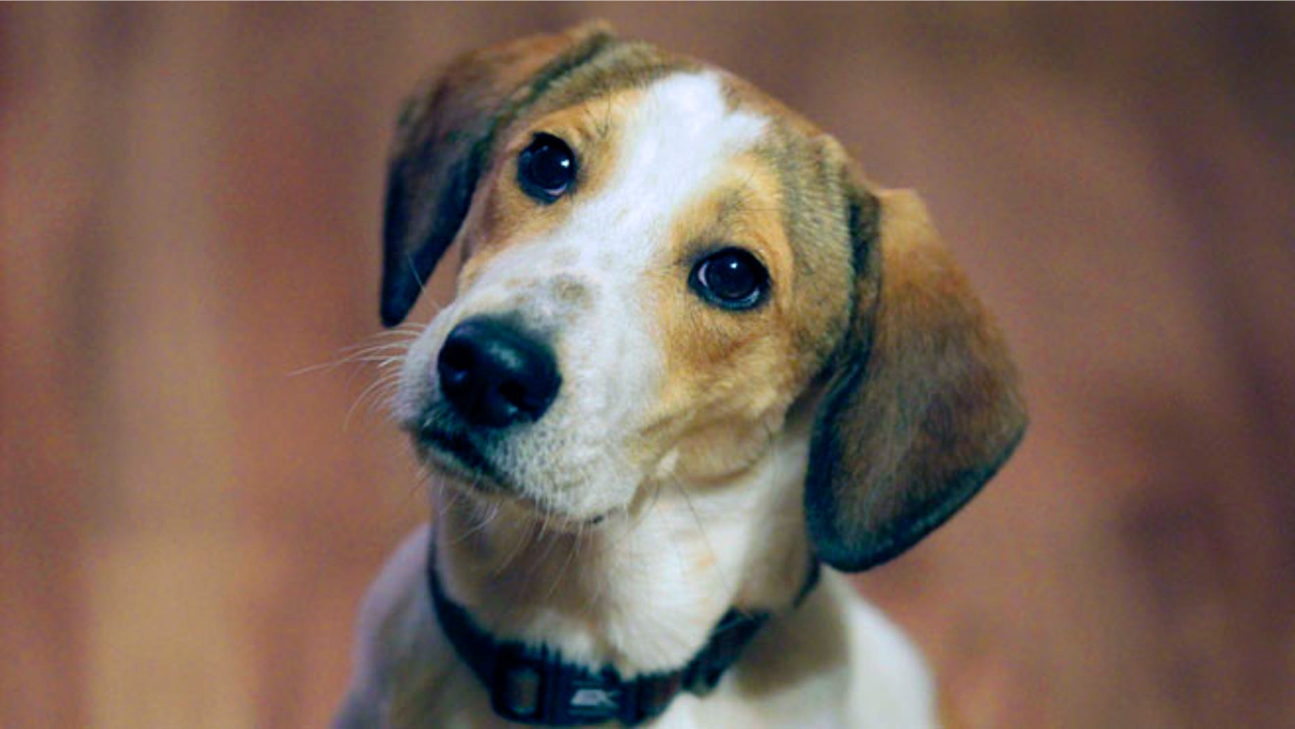 FILE 2011: Daniel, who is better known as the "Miracle Dog" waits for a treat in the home of Mark and Jill Pavlik in Rochelle Park, N.J., where he was being fostered upon his arrival in the state.