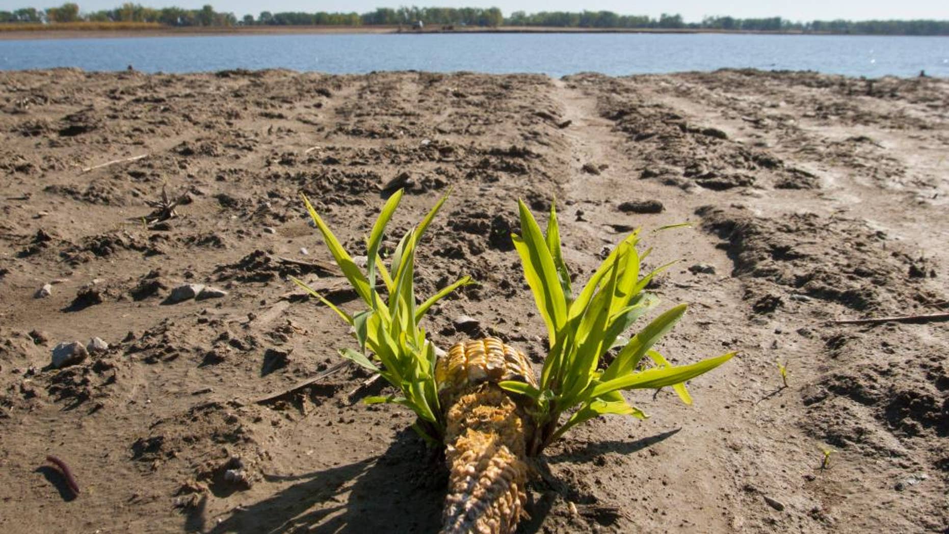 FILE - In this Sept. 19, 2011 file photo an ear of corn sprouts new growth in a flooded corn field near Tekamah, Neb. The federal government says the U.S. Army Corps of Engineers shouldn't be blamed for causing major flooding along the Missouri River. The government filed its initial response June 19, 2014 to a lawsuit more than 200 landowners filed in March. (AP Photo/Nati Harnik, File)
