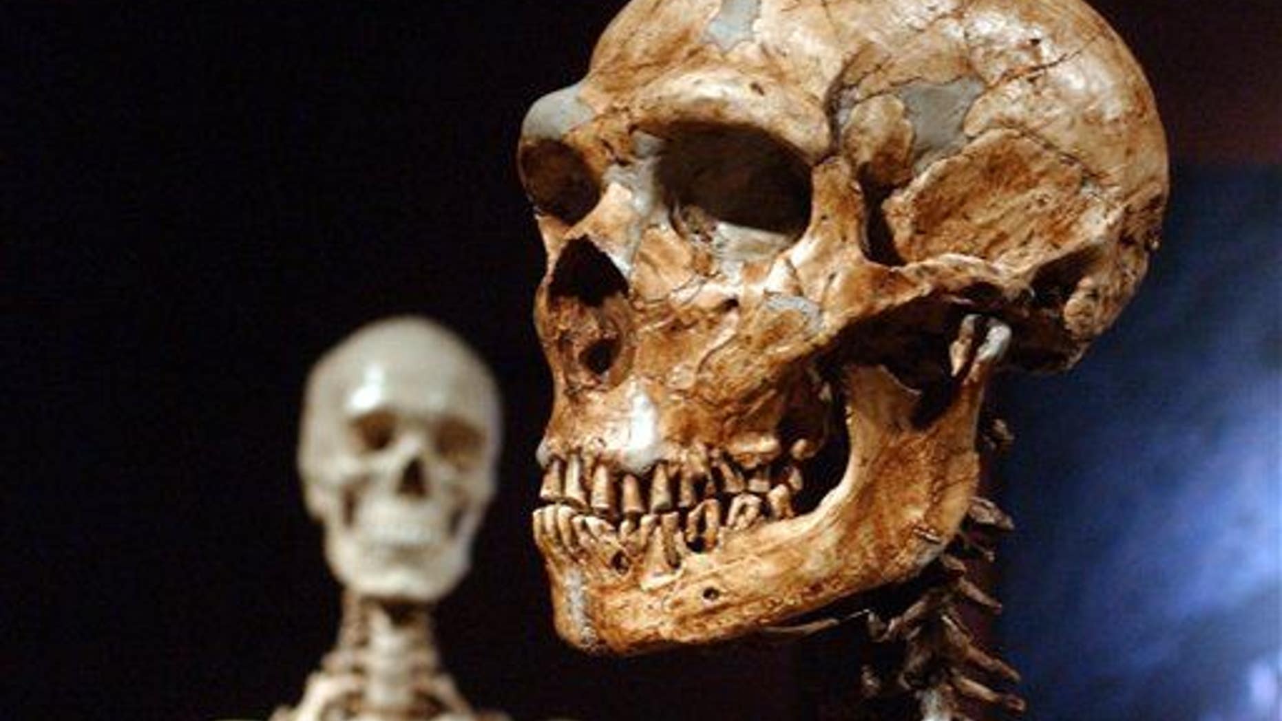 This Jan. 8, 2003 file photo shows a reconstructed Neanderthal skeleton, right, and a modern human version of a skeleton, left, on display at the Museum of Natural History.
