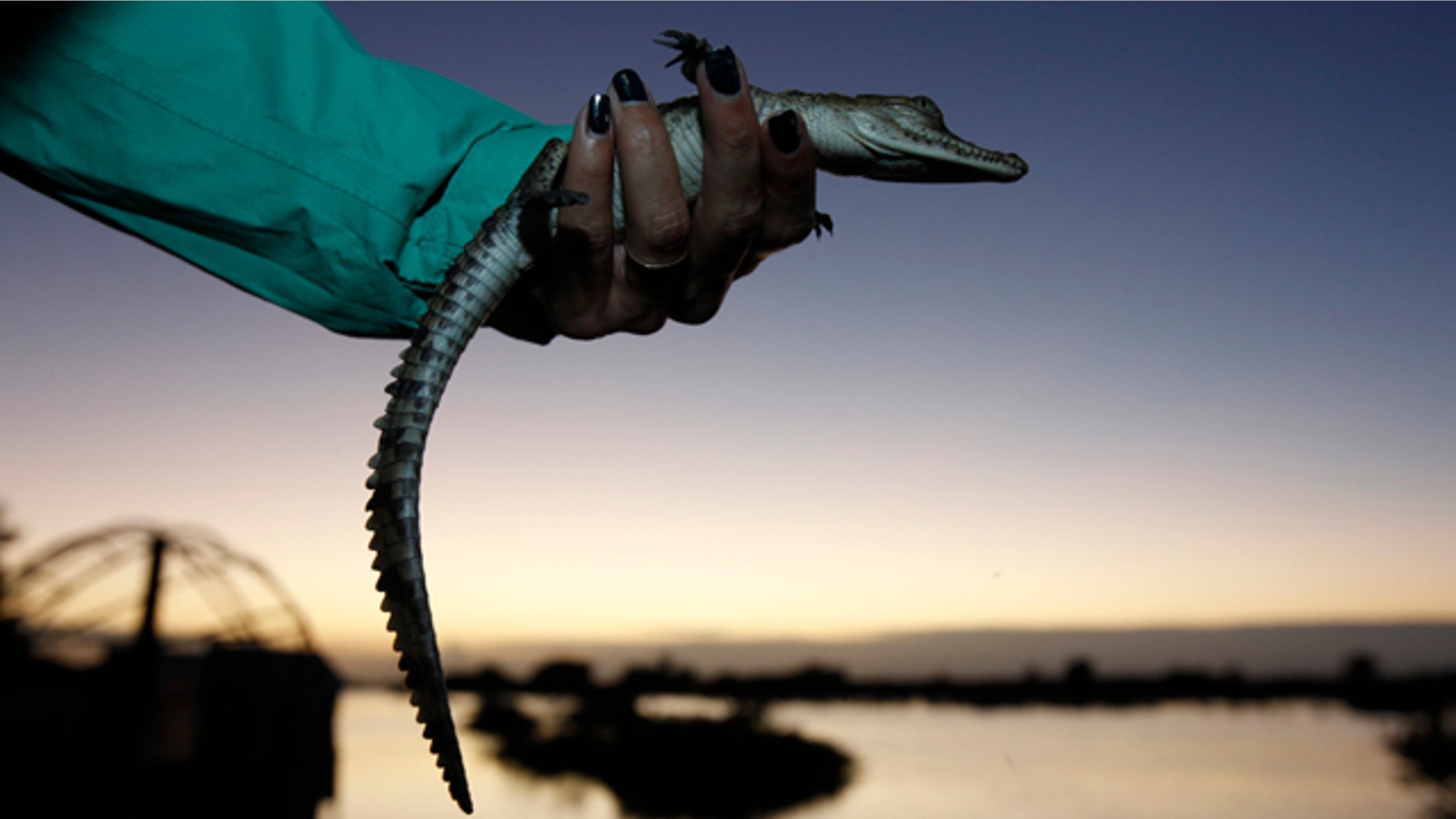 Nov. 28, 2011: A wildlife biologist holds a small crocodile that will be released into one of the cooling canals adjacent to the Turkey Point Nuclear Power Plant during a nighttime crocodile survey in Homestead, Fla.