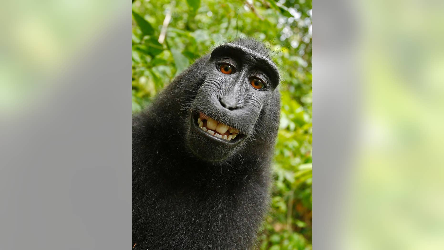 This 2011 photo provided by People for the Ethical Treatment of Animals (PETA) shows a selfie taken by a macaque monkey on the Indonesian island of Sulawesi with a camera that was positioned by British nature photographer David Slater. (AP)