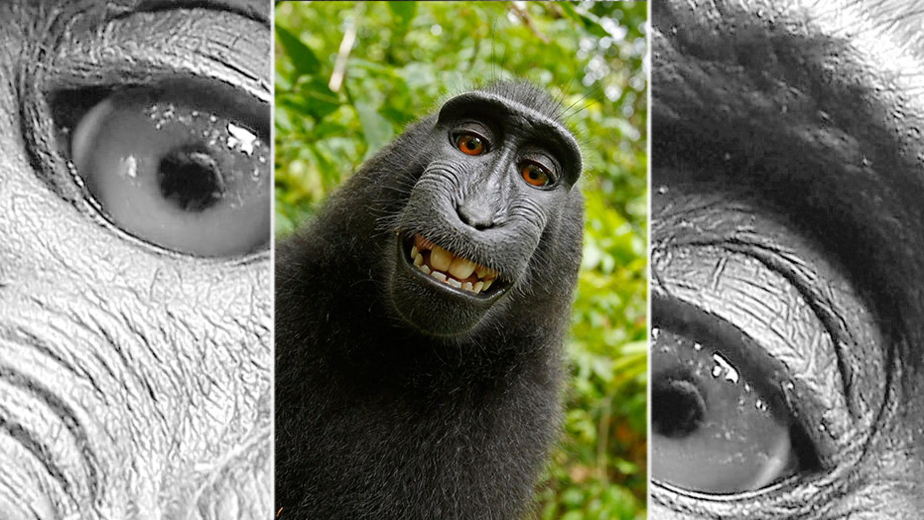This 2011 photo provided by People for the Ethical Treatment of Animals (PETA) shows a selfie taken by a macaque monkey on the Indonesian island of Sulawesi with a camera that was positioned by British nature photographer David Slater. (David Slater/Court exhibit provided by PETA via AP)