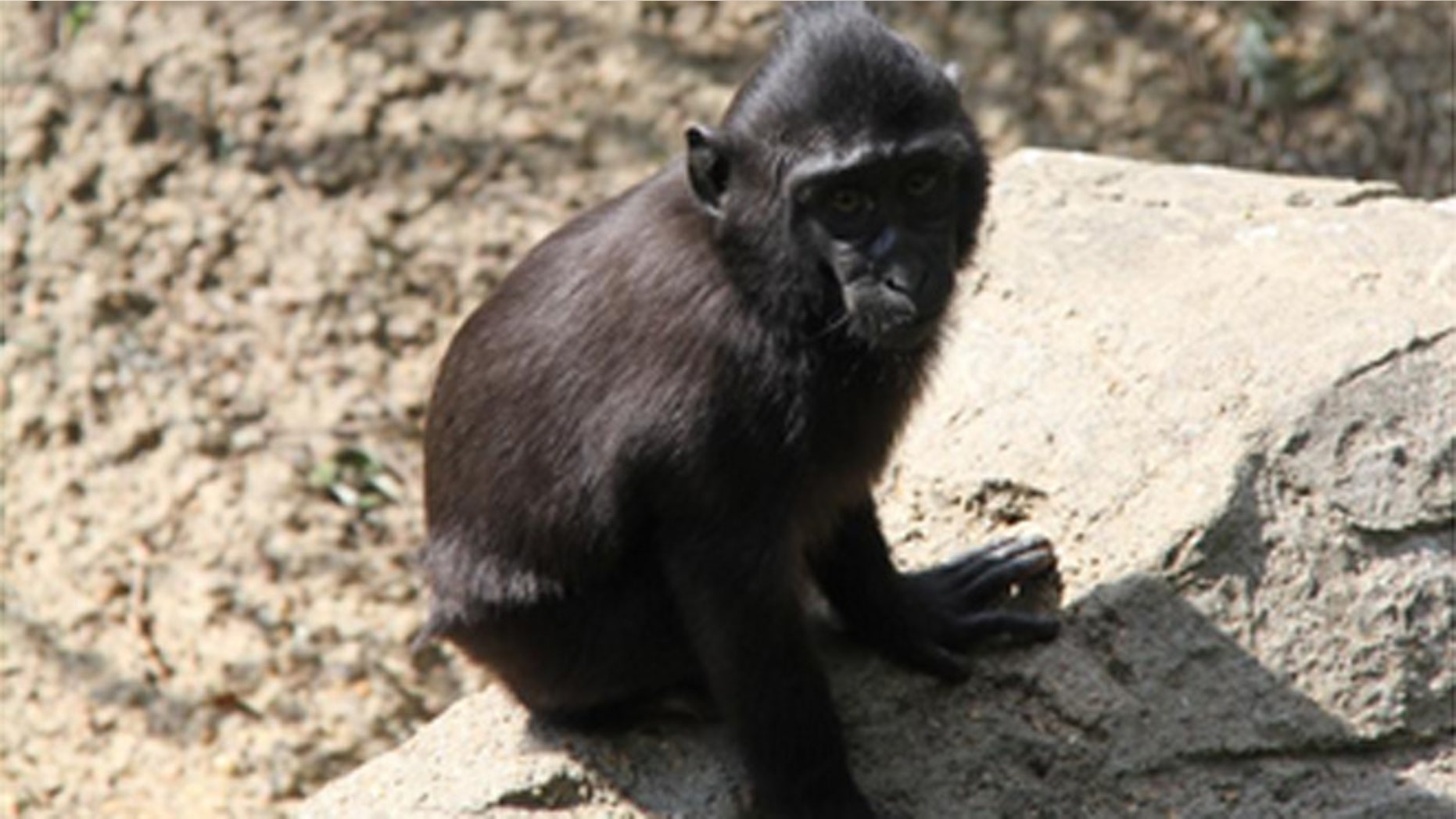 A small female Sulawesi Macaque named Zimm escaped from her enclosure at the Memphis Zoo Thursday afternoon.