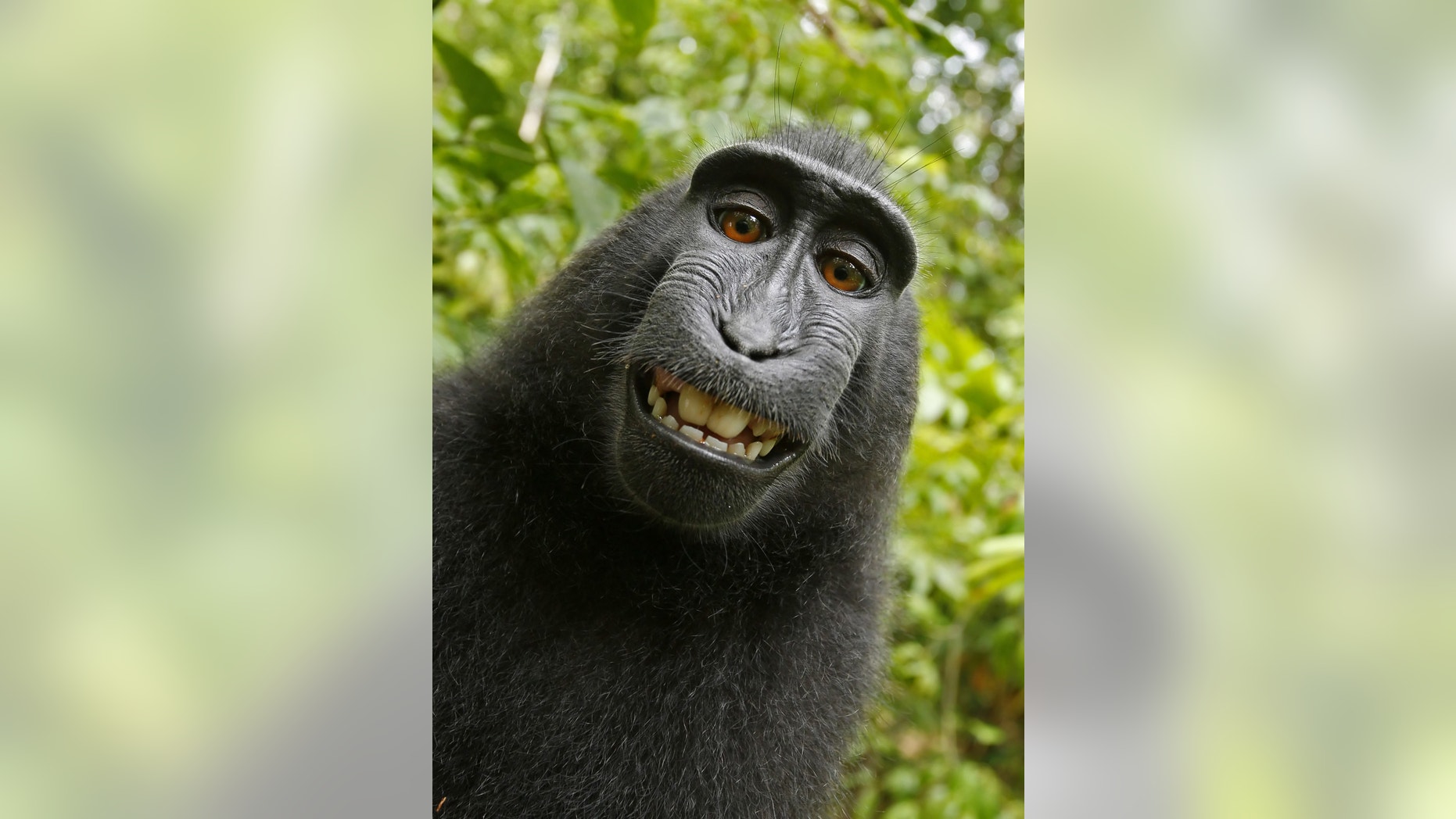This 2011 photo provided by People for the Ethical Treatment of Animals (PETA) shows a selfie taken by a macaque monkey on the Indonesian island of Sulawesi with a camera that was positioned by British nature photographer David Slater. The photo is part of a court exhibit in a lawsuit filed by PETA in San Francisco on Tuesday, Sept. 22, 2015, which says that the monkey, and not Slater, should be declared the copyright owner of the photos. Slater has argued that, as the “intellect behind the photos,” he is the copyright owner since he set up the camera so that such a photo could be produced if a monkey approached it a pressed the button.