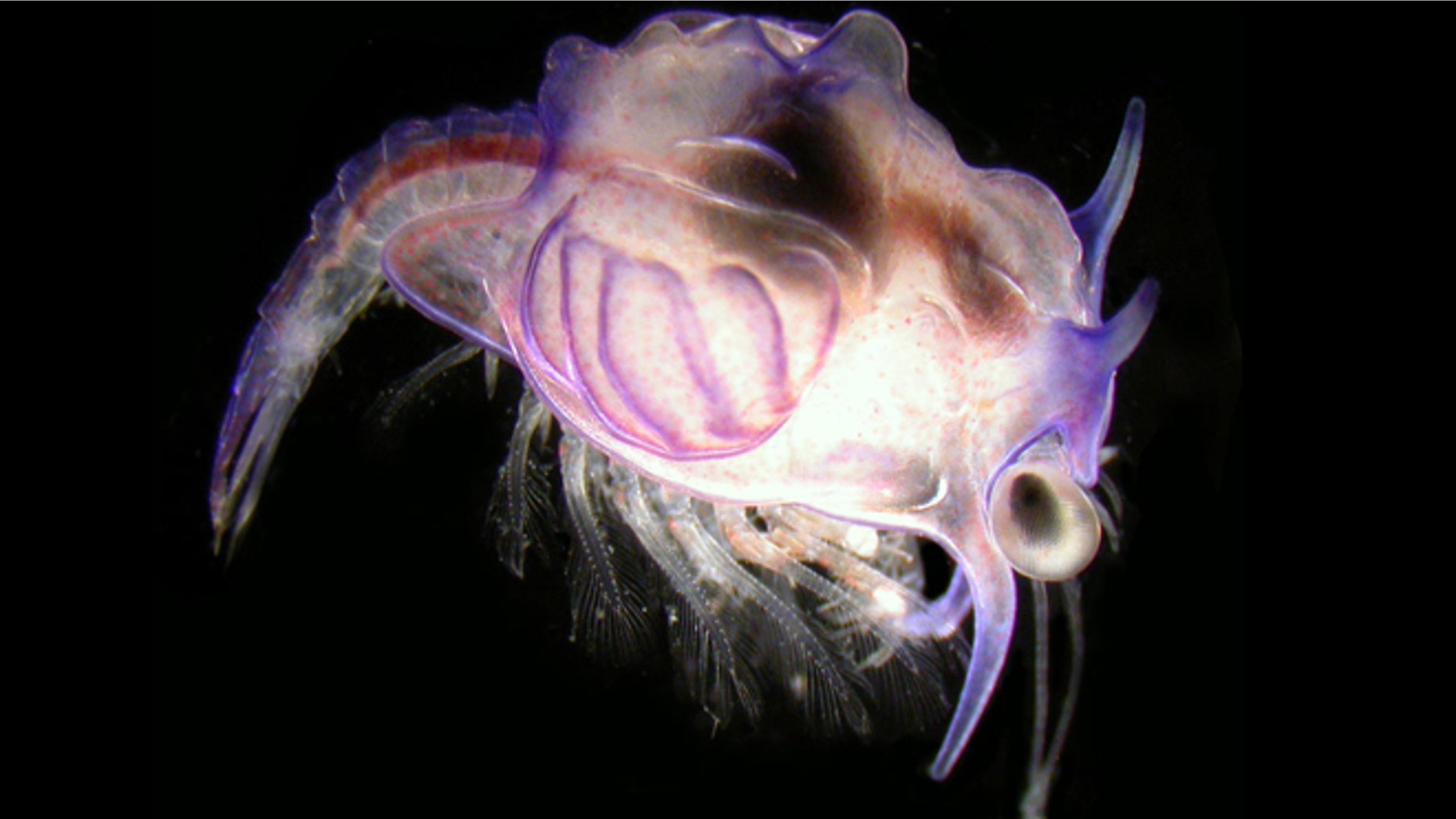 For more than 180 years, scientists had pulled these "monster" larvae from the guts of fish, wondering they looked like as grown-ups. Turns out, they are the baby version of a deep-sea shrimp.
