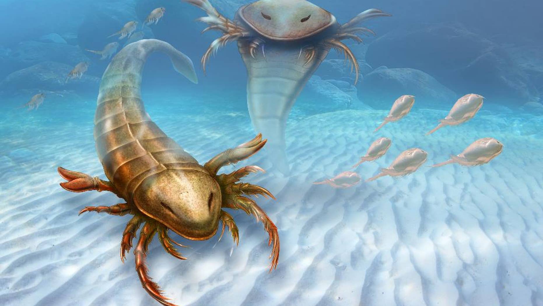 This rendering provided by Yale University shows a Pentecopterus decorahensis. Earth’s first big predatory monster was a weird water bug, newly found fossils show. Almost half a billion years ago, Earth’s dominant large predator was a sea scorpion that grew to 5 feet 7 inches with a dozen claw arms sprouting from its head and a spike tail, according to a new study. (Patrick J. Lynch/Yale University via AP)