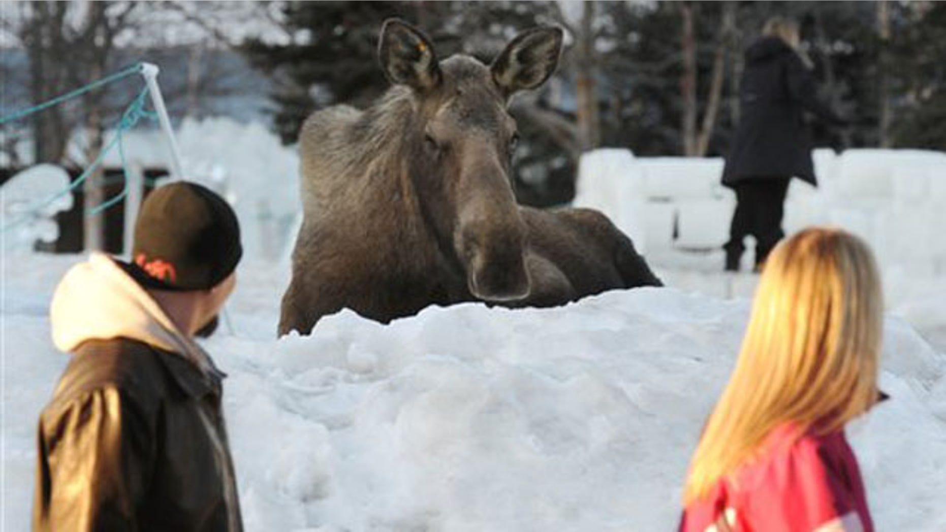 People walk past a moose resting in Town Sqaure Park after it reportedly attacked a woman who approached the moose to pet it on Monday, March 7, 2011 in Anchorage, Alaska. Police are warning people to leave the animals alone after a moose kicked a woman in an Anchorage park after she tried to pet it. Police spokeswoman Anita Shell says people need to give the creatures their space.