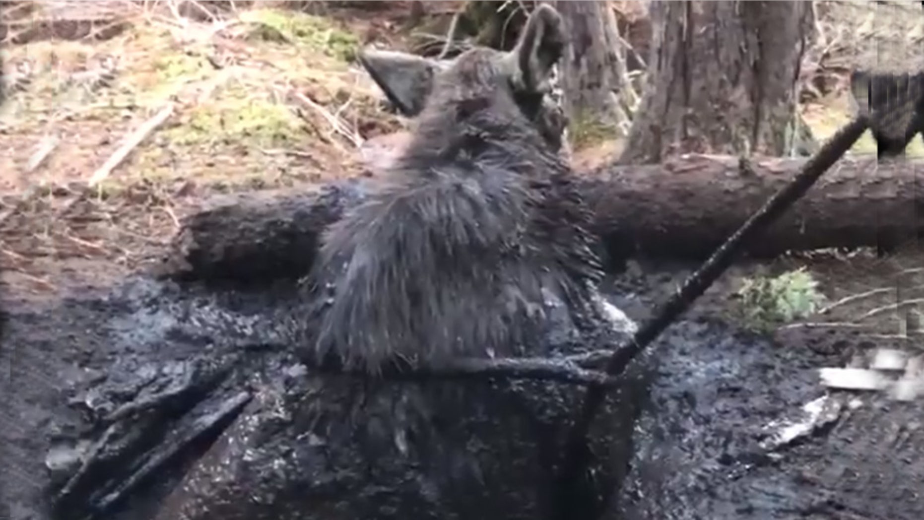 Two Maine game wardens and two hunters stumbled upon a moose trapped in a spring hole and were able to help set it free.