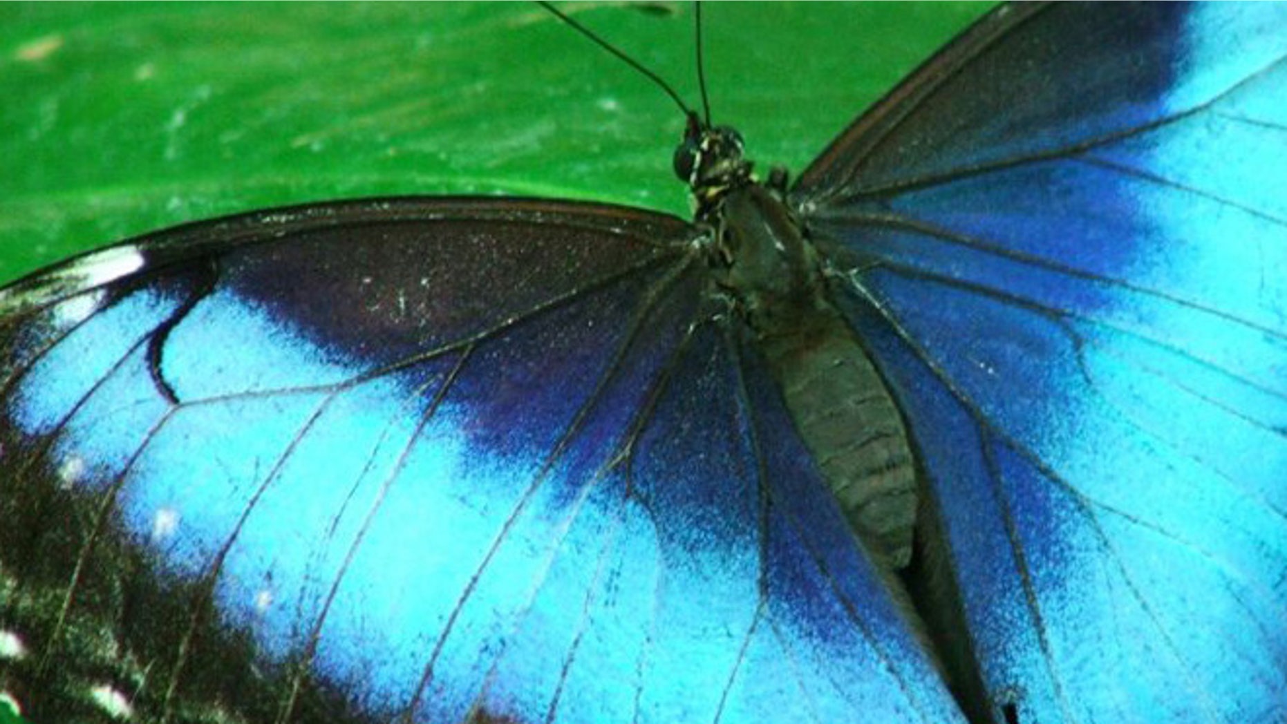 Nanotechnology emulates a South American insect's wings.