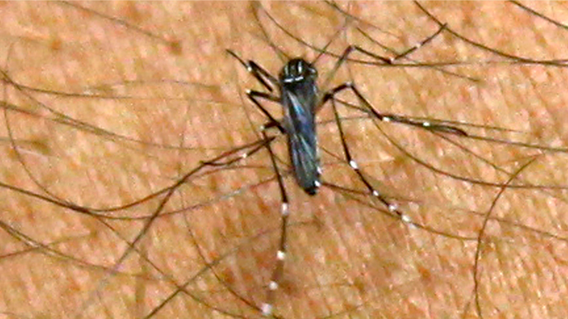 FILE - In this Thursday, Oct. 4, 2012 file photo, an Aedes aegypti mosquito feeds on the arm of Emilio Posada, the Upper Keys supervisor for the Florida Keys Mosquito Control District, in Key Largo, Fla. Millions of genetically modified mosquitoes could be released in the Florida Keys if British researchers win approval to use the bugs against two extremely painful viral diseases. Never before have insects with modified DNA come so close to being set loose in a residential U.S. neighborhood. (AP Photo/Wilfredo Lee, File)