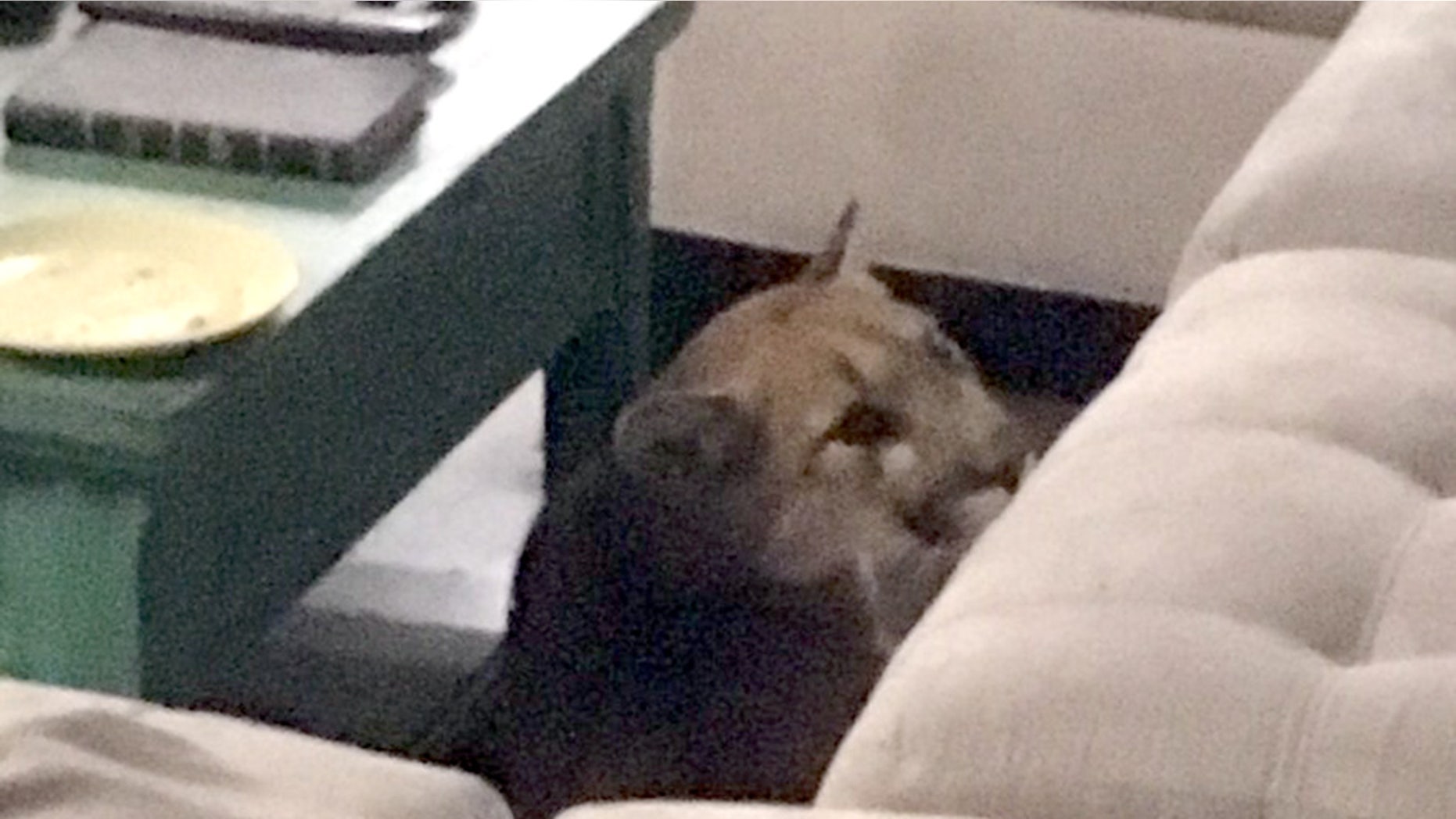 A Colorado woman came home Thursday night to find that a mountain lion had entered her home and gotten trapped.