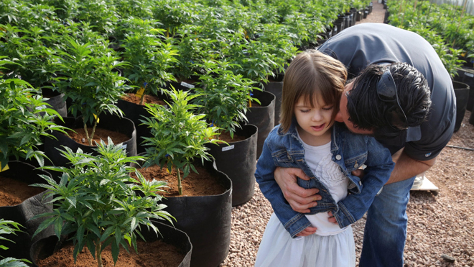 In this Feb. 7, 2014 photo, Matt Figi hugs and tickles his once severely-ill 7-year-old daughter Charlotte, as they wander around inside a greenhouse for a special strain of medical marijuana known as Charlotte's Web, which was named after the girl early in her treatment, in a remote spot in the mountains west of Colorado Springs, Colo. A few years ago, Charlotte's doctors were out of ideas to help her. Suffering from a rare disorder known as Dravets syndrome, Charlotte had as many as 300 grand mal seizures a week, was confined to a wheelchair, went into repeated cardiac arrest and could barely speak. Now Charlotte is largely seizure-free, able to walk, talk and feed herself, with her parents attributing her dramatic improvement to this strain of medical cannabis. (AP Photo/Brennan Linsley)