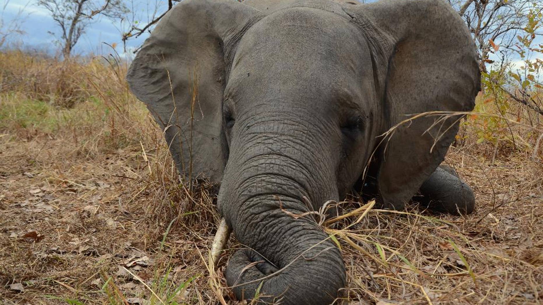 In this photo taken Sept. 6, 2014, provided byt by Wildlife Conservation Society a poached elephant lays in the Mozambican bush after been shot dead by poacher gunfire. Poachers slaughtering elephants in Mozambique cut their population almost in half from 2009 to last year, but in Uganda, elephant numbers are increasing as a result of anti-poaching measures, according to aerial surveys. (Alastair Nelson/Wildlife Conservation Society via AP)