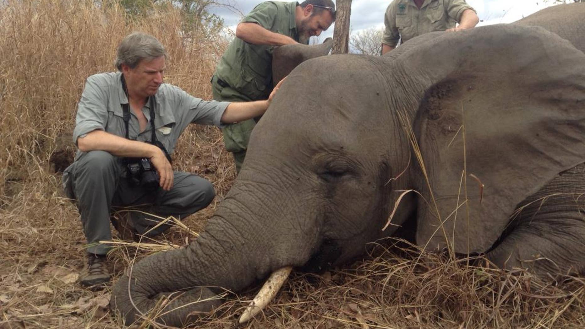 In this Sunday, Sept. 7, 2014 handout photo supplied by the Wildlife Conservation Society, (WCS) WCS members inspect the scene where a poached elephant lays dead in the Niassa Reserve, Mozambique, after being shot dead by poachers with an AK-47. The recent arrests of six suspected poachers in the vast reserve is some rare good news in a country that has long been seen as lacking the will and resources to stem the slaughter of elephants and other species under threat. (AP Photo/Wildlife Coversation Society International-Alastair Nelson) MANDATORY CREDIT THIS IMAGE MAY ONLY BE USED FOR 14 DAYS FROM TIME OF TRANSMISSION: NO ARCHIVES: NO LICENSING.