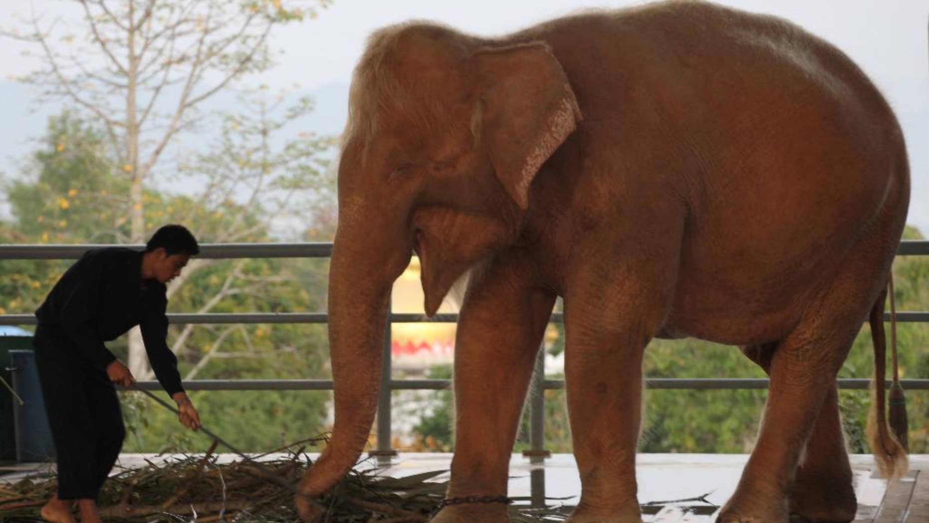 FILE - In this Jan. 4, 2012, file photo, a white elephant is fed grass at a zoo in Naypyitaw, Myanmar. Myanmar says it has found a rare, white elephant in the jungles of the western Ayeyarwaddy region. Forestry official Tun Tun Oo says the 7-year-old female was captured by his department Friday, Feb. 27, 2015, six weeks after it was initially spotted in a forest reserve in Pathein township.(AP Photo/Apichart Weerawong, File)