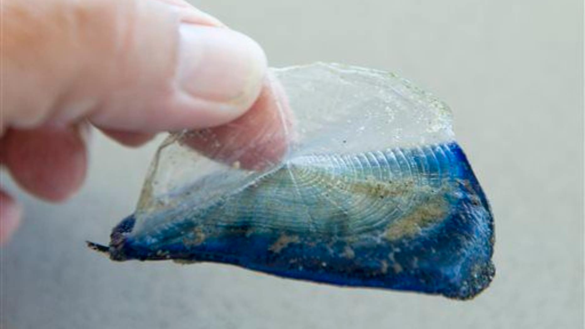 Velella velella are turning up on Western shores this summer.