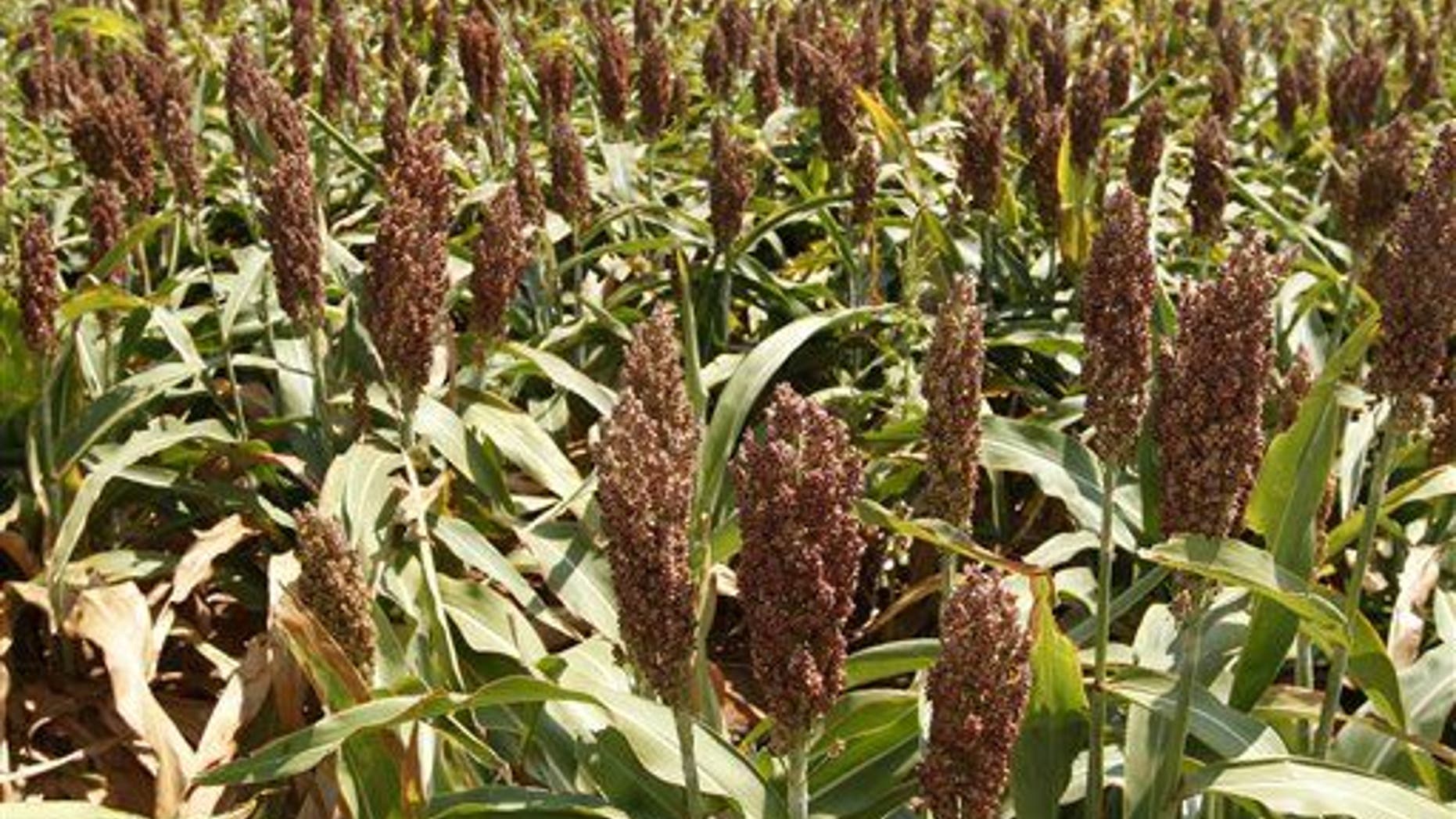 The sorghum-munching bug is eating a hole in the Texan economy.