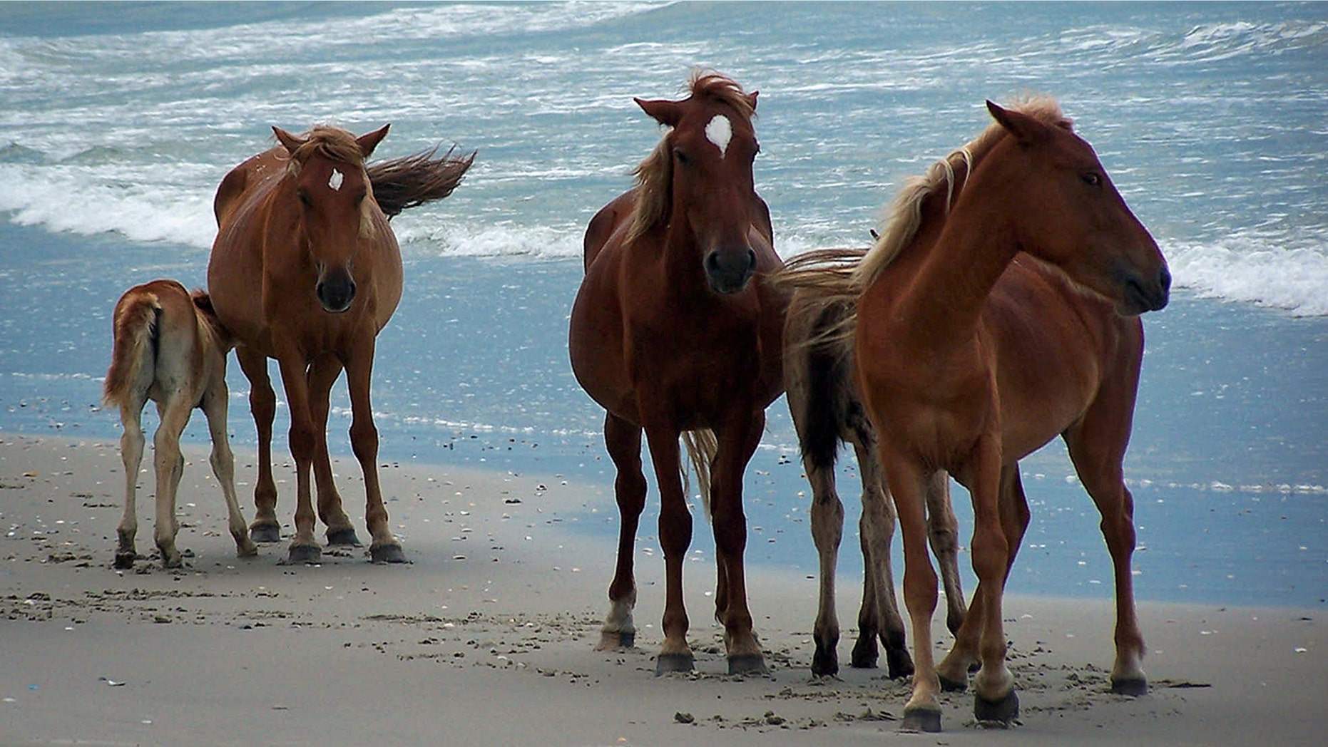 Wild horses on the beach of Outer Banks, NC