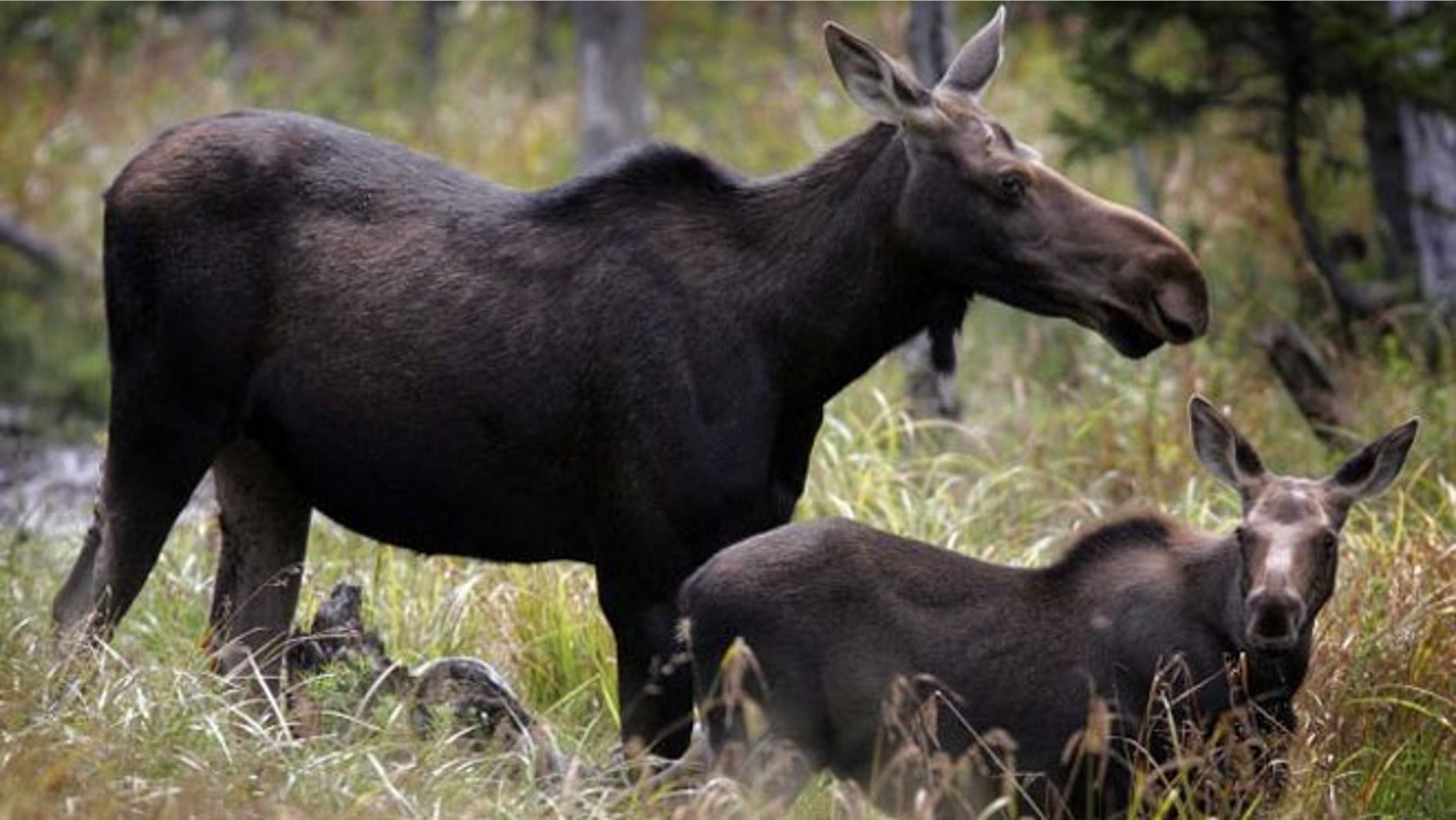 Moose are seen in Franconia, N.H. Moose watching is one of several free things to do in New Hampshire.