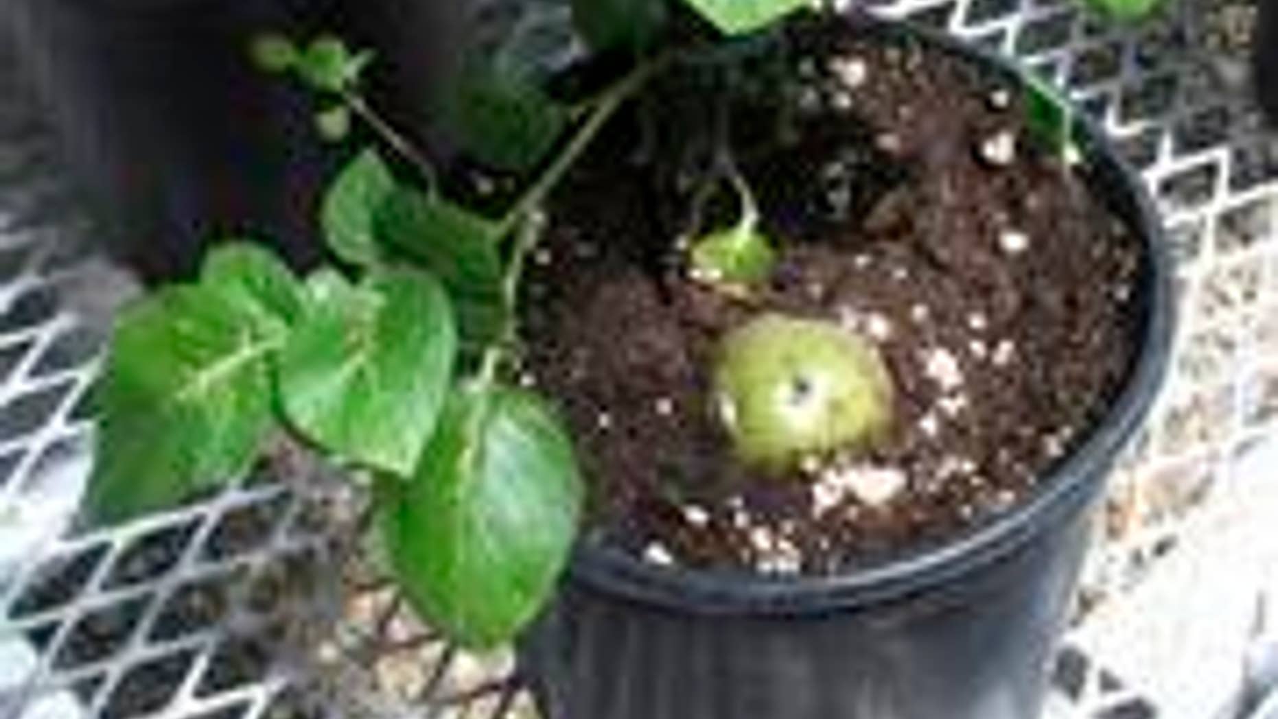 May 10, 2013: This file photo shows a genetically engineered potato poking through the soil of a planting pot inside J.R. Simplot';s lab in southwestern Idaho.
