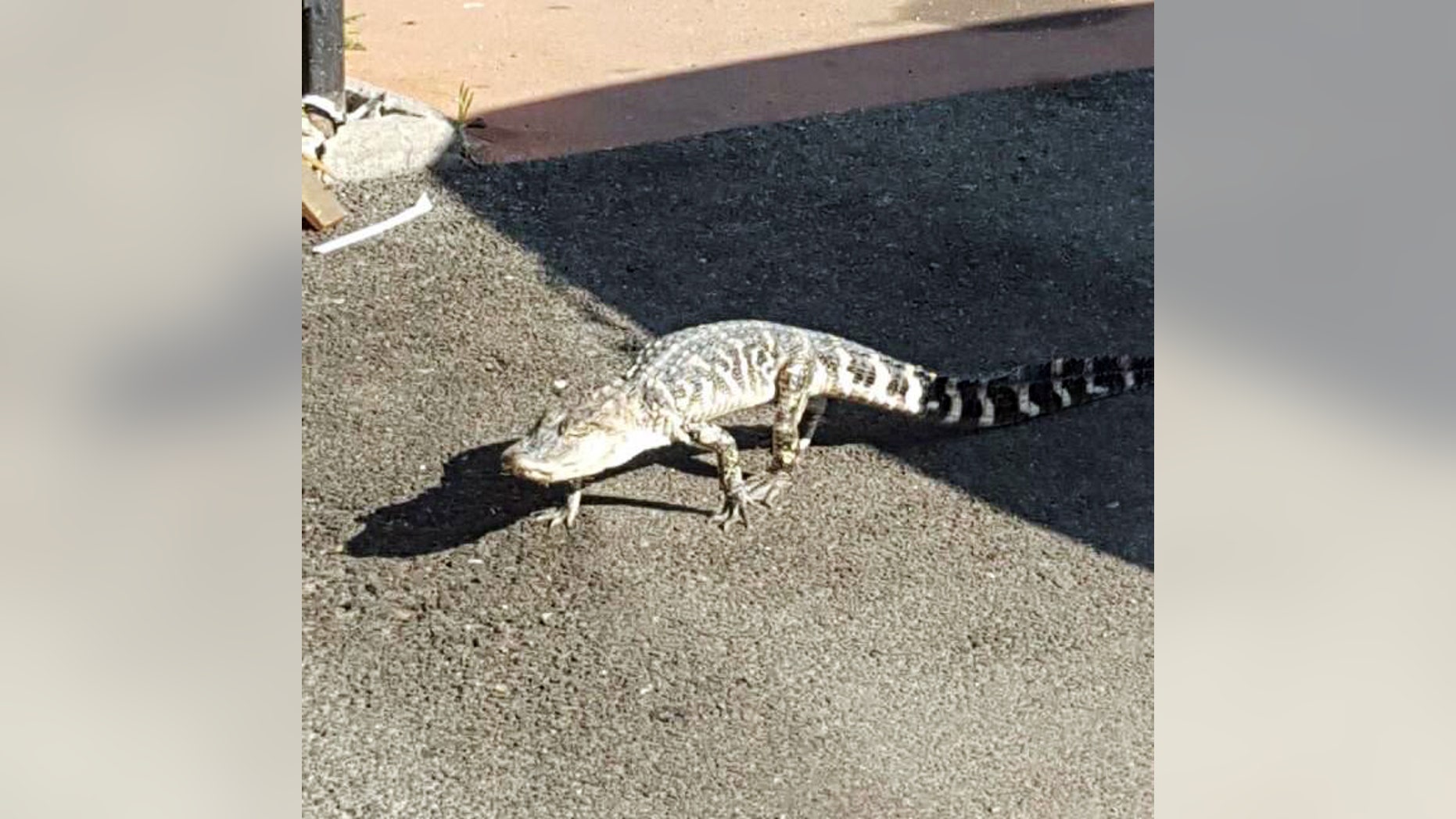 In this Thursday, July 23, 2015 photo provided by the NYPD, an alligator crosses Ninth Avenue in Manhattan's Inwood neighborhood of New York. A spokesman for Animal Care and Control of NYC says the 3-foot alligator that officers found died Friday morning. (NYPD via AP)