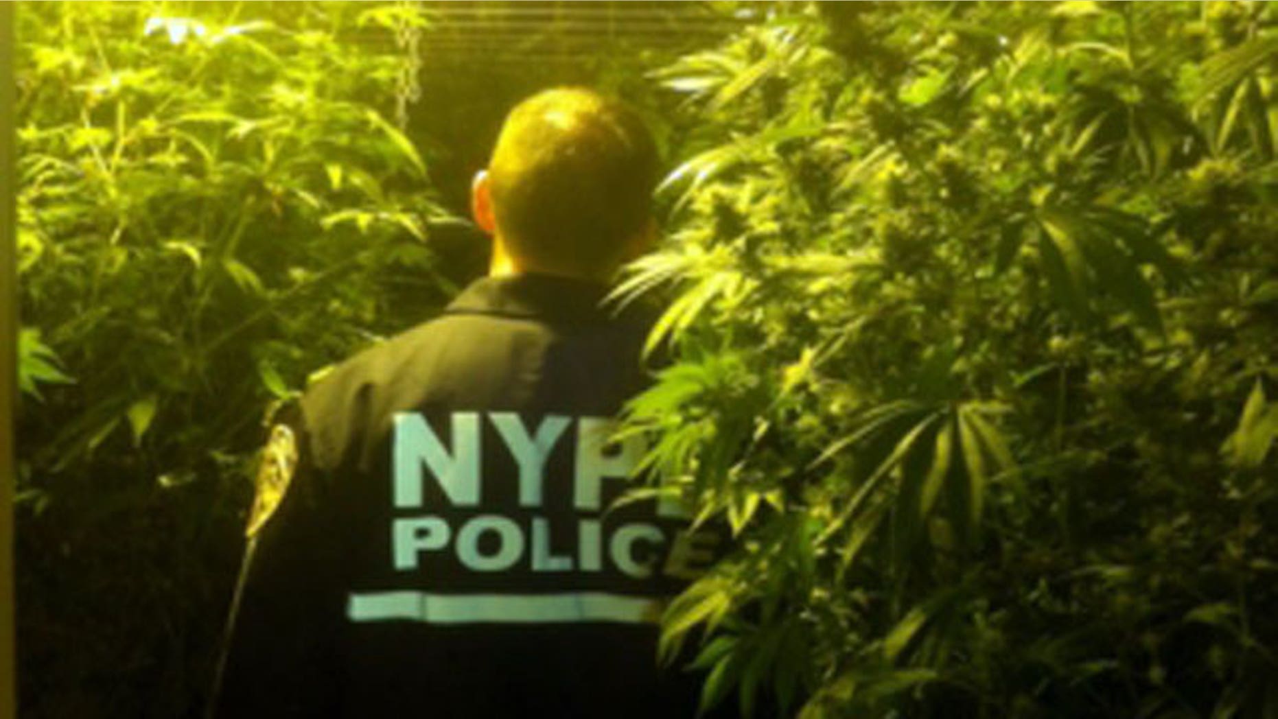 January 31, 2012: Scene of raid on Bronx building that contained 600 marijuana plants.