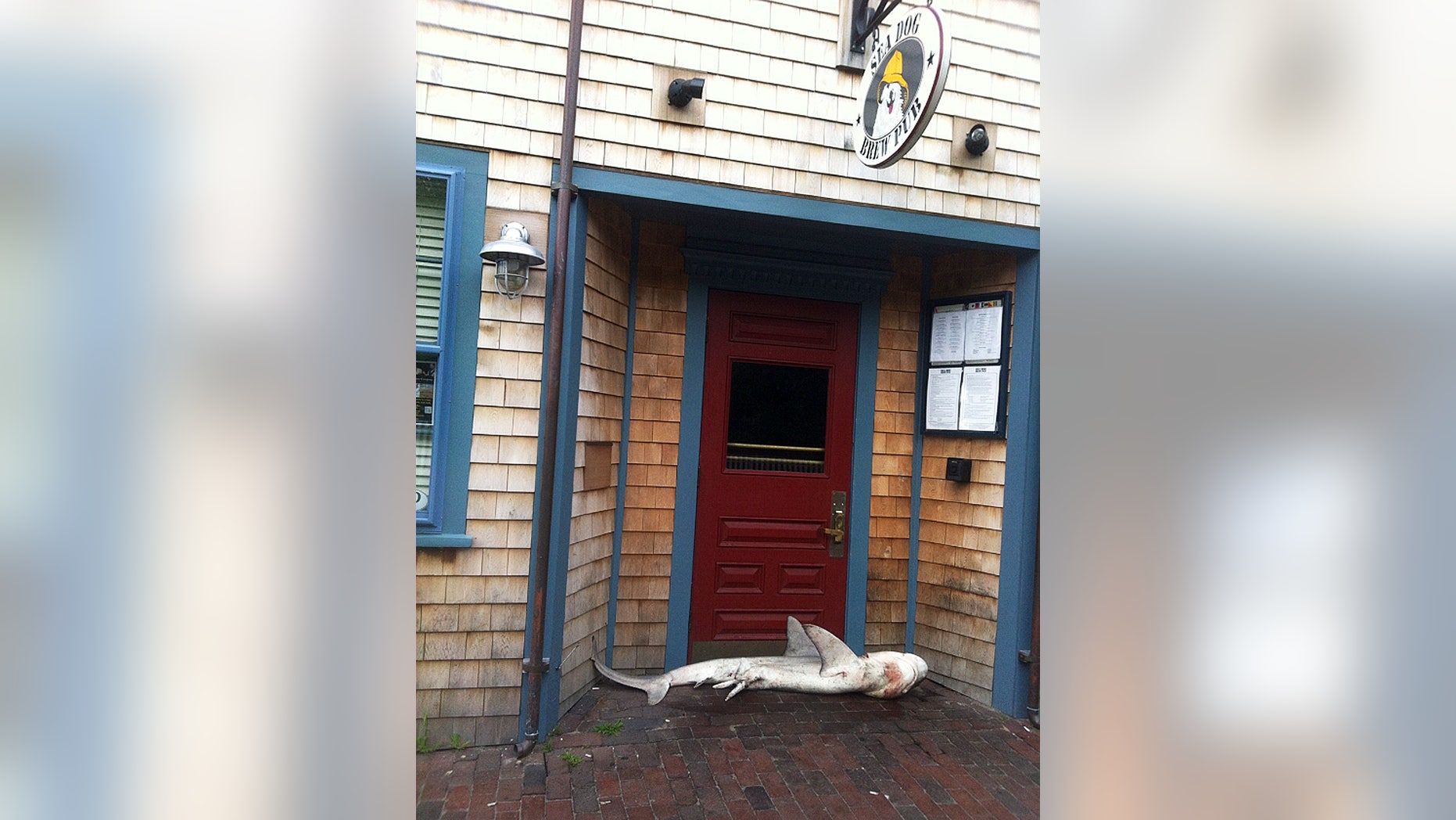Aug. 1, 2013: In this photo provided by pub manager Jimmy Agnew, a dead shark lies at the entrance of the Sea Dog Brew Pub Thursday morning in Nantucket, Mass.