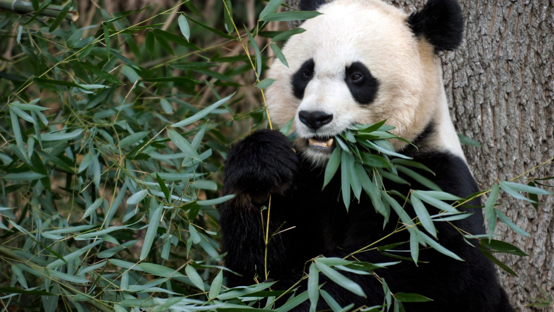 Dec. 19, 2011: File photo shows Mei Xiang, the female giant panda at the Smithsonian's National Zoo in Washington.