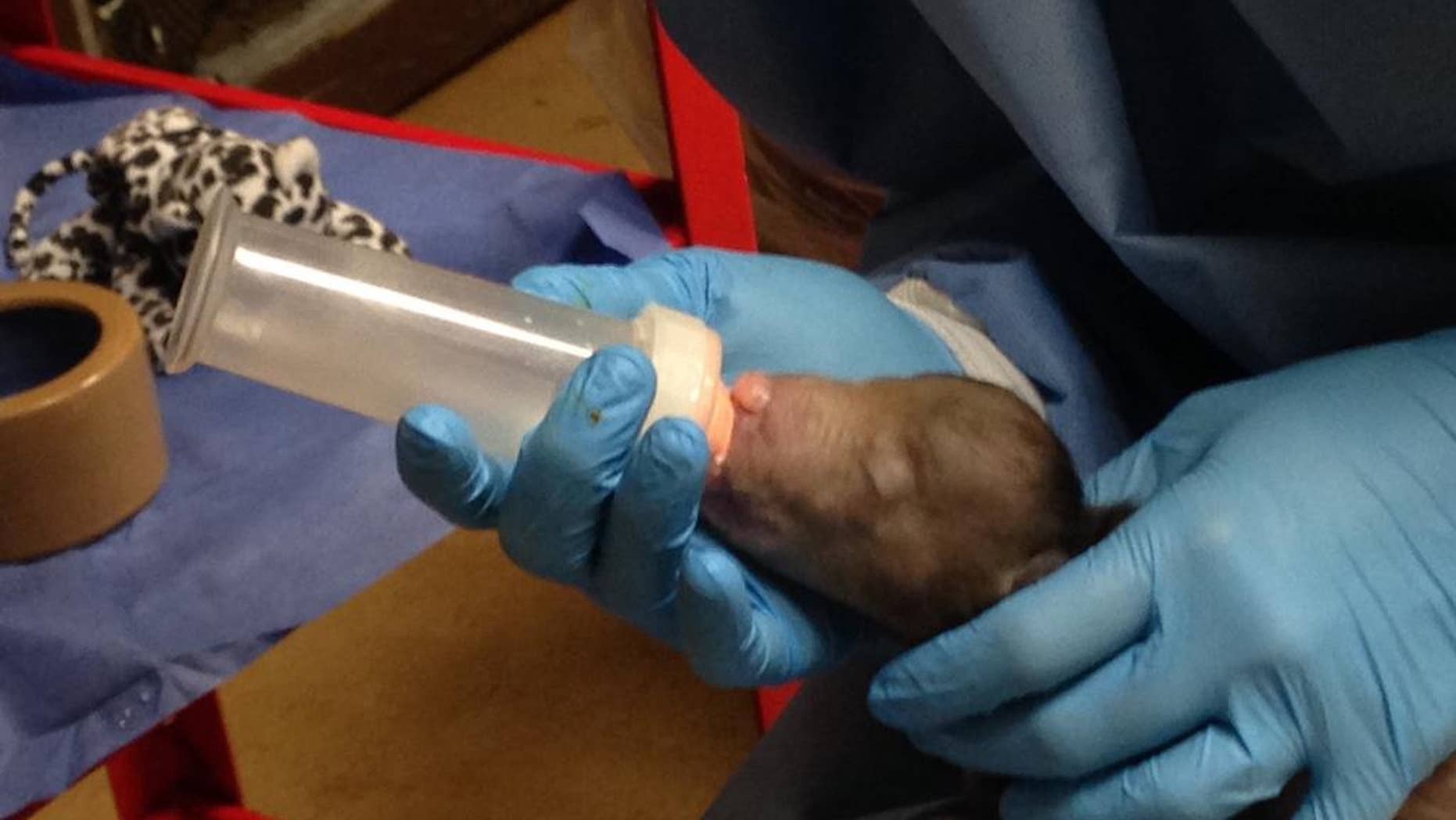 This handout photo provided by the Smithsonian's National Zoo, taken Jan. 6, 2014, shows keepers bottle-feeding the saved sloth bear cub at the zoo in Washington. Animal keepers at the National Zoo have saved a sloth bear cub after two others were eaten by the mother. The three cubs were born in December to a mother named Khali. One was eaten within 20 minutes, and a second cub was eaten after seven days. The zoo says it's not uncommon for carnivores to eat their young if they're compromised somehow. (AP Photo/Mindy Babitz, Smithsonian's National Zoo)